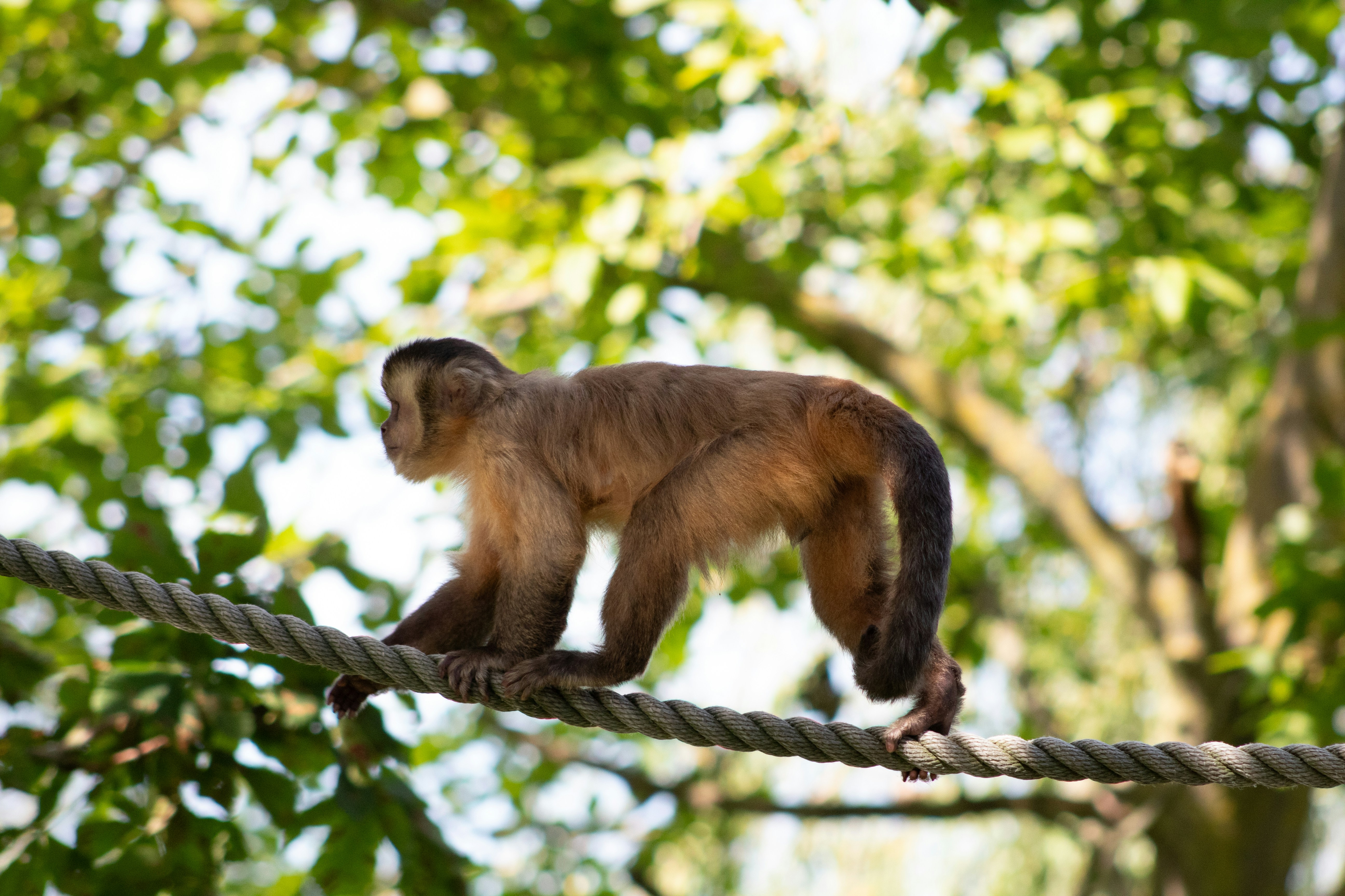 Photo by daidalos_paru