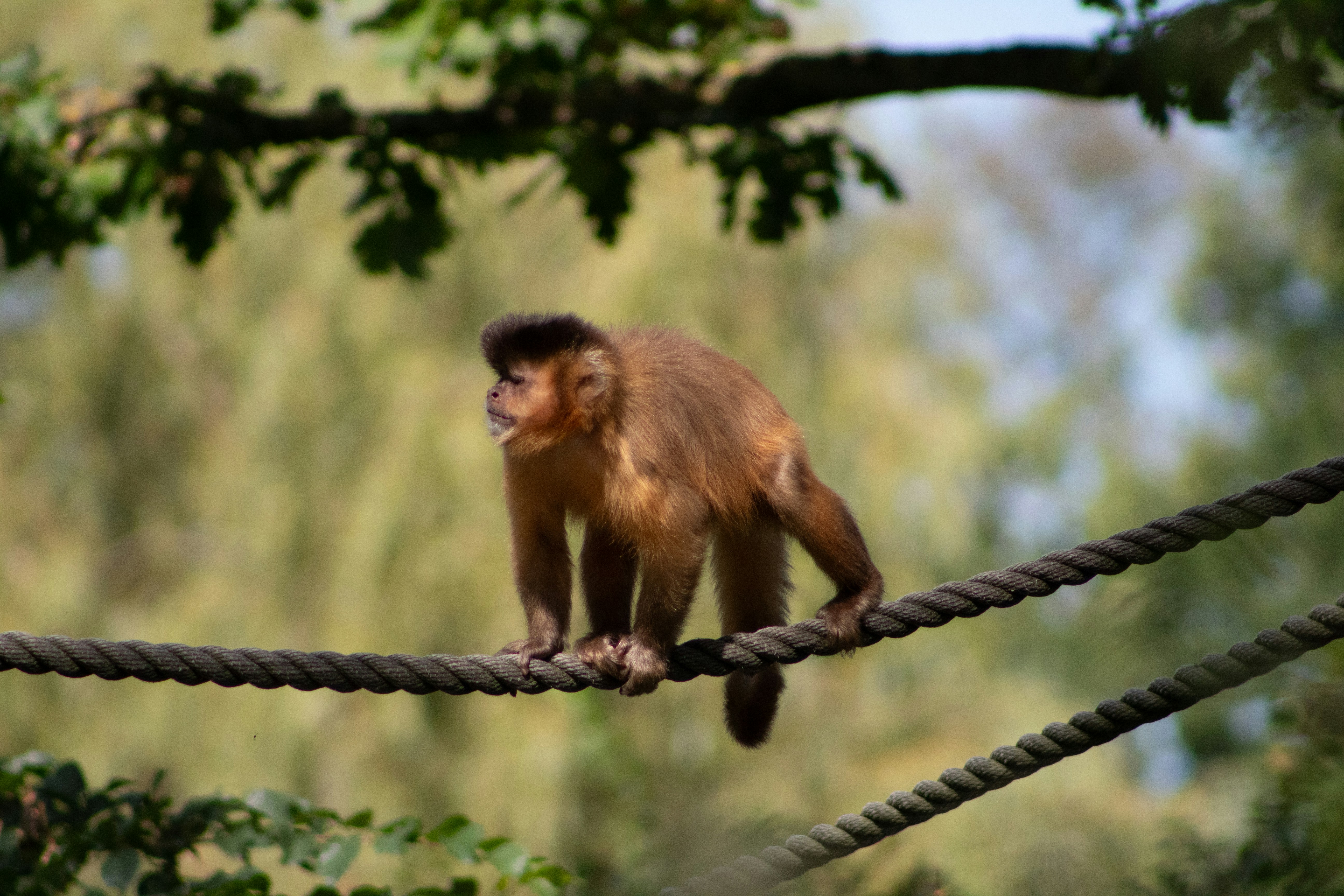 Photo by daidalos_paru