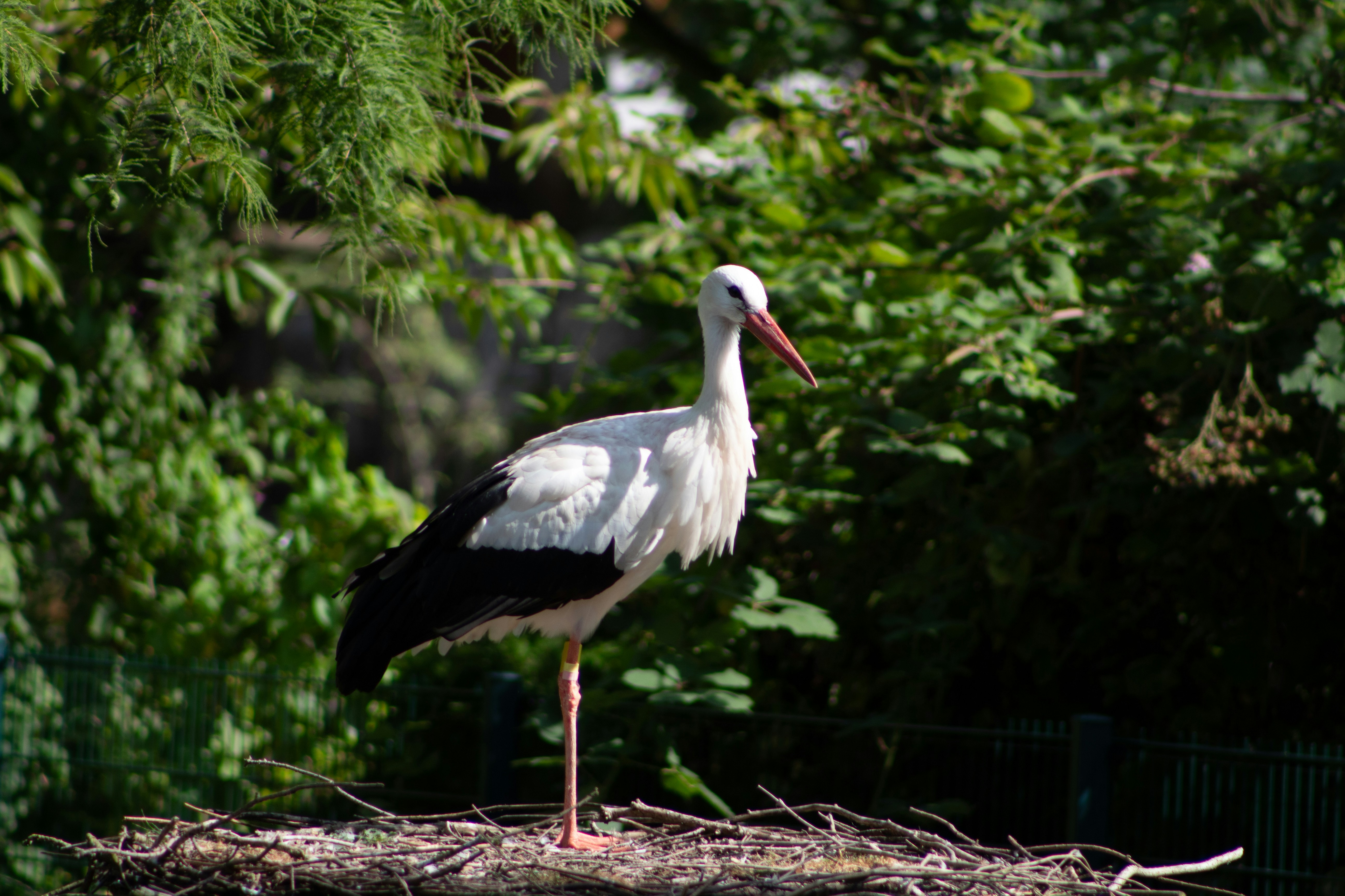 Photo by daidalos_paru