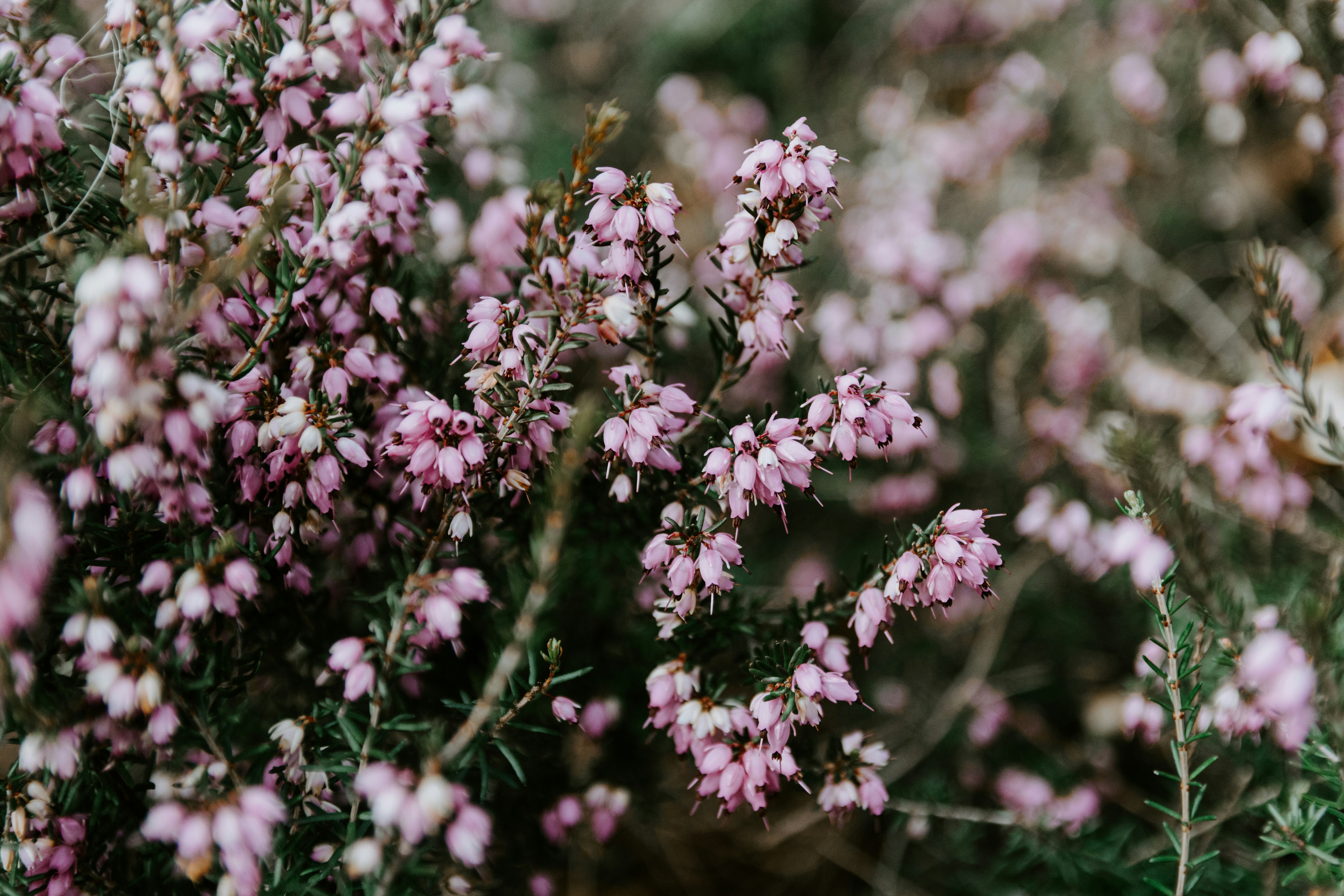 Photo by kellysikkema