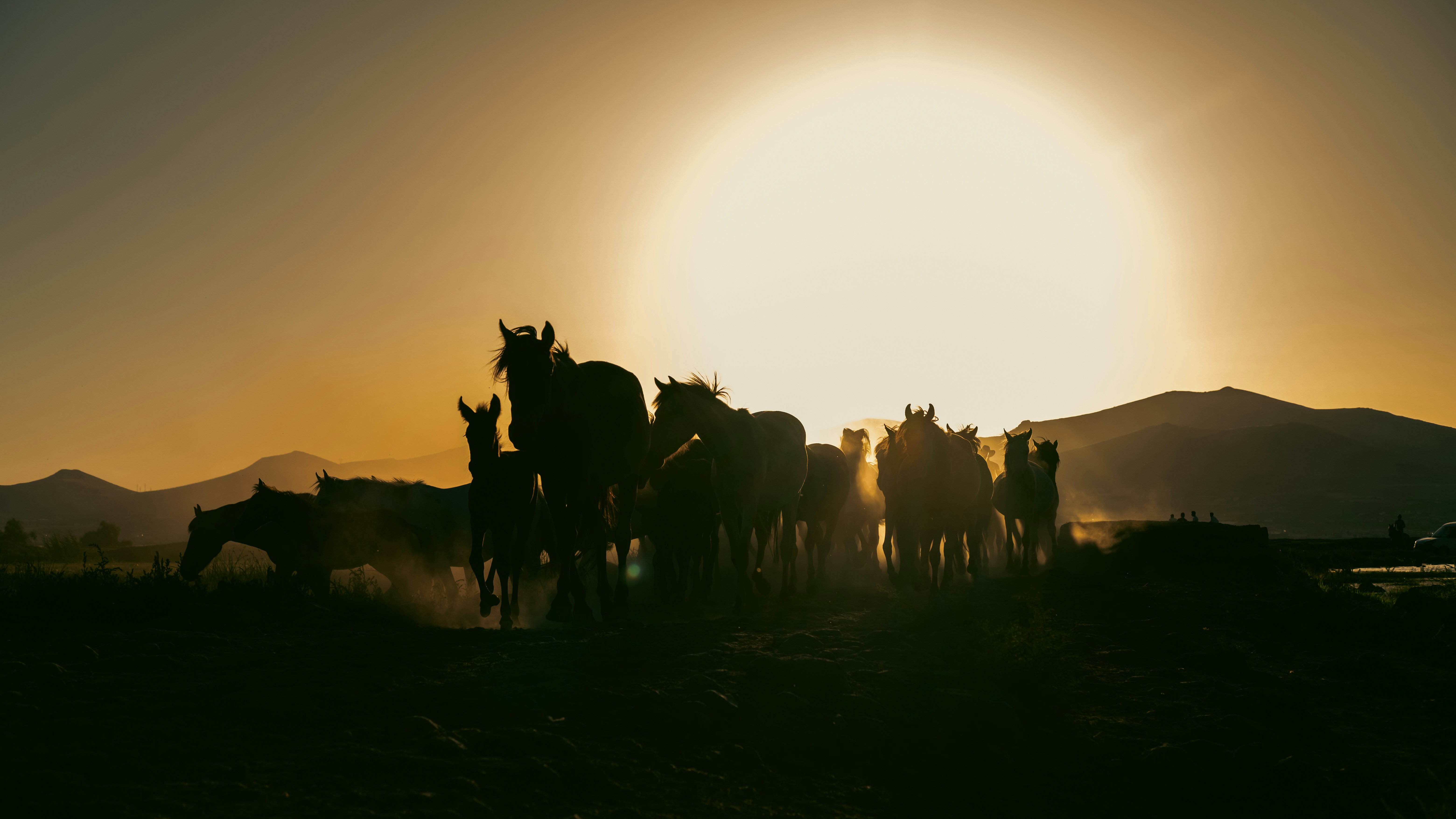 A group of horses standing in a field at sunset