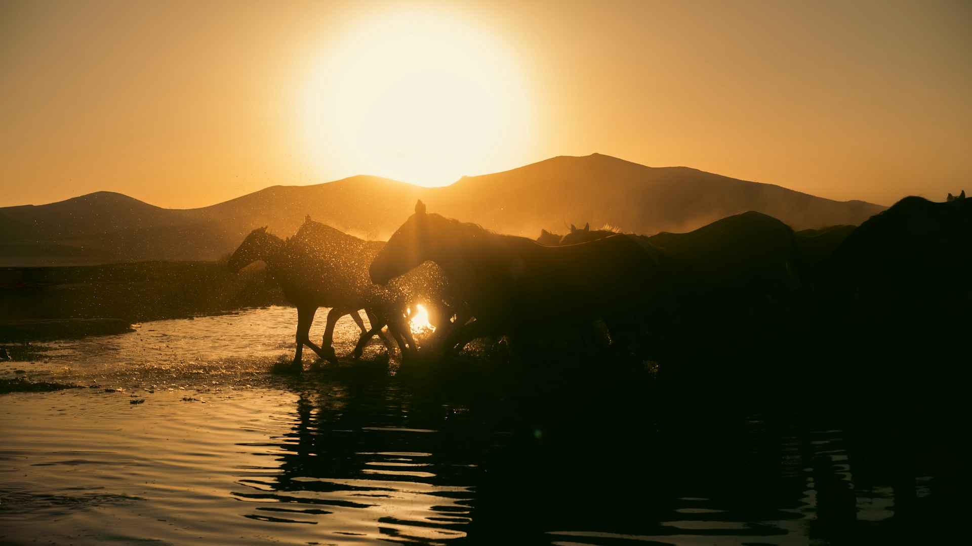 A group of horses walking across a body of water
