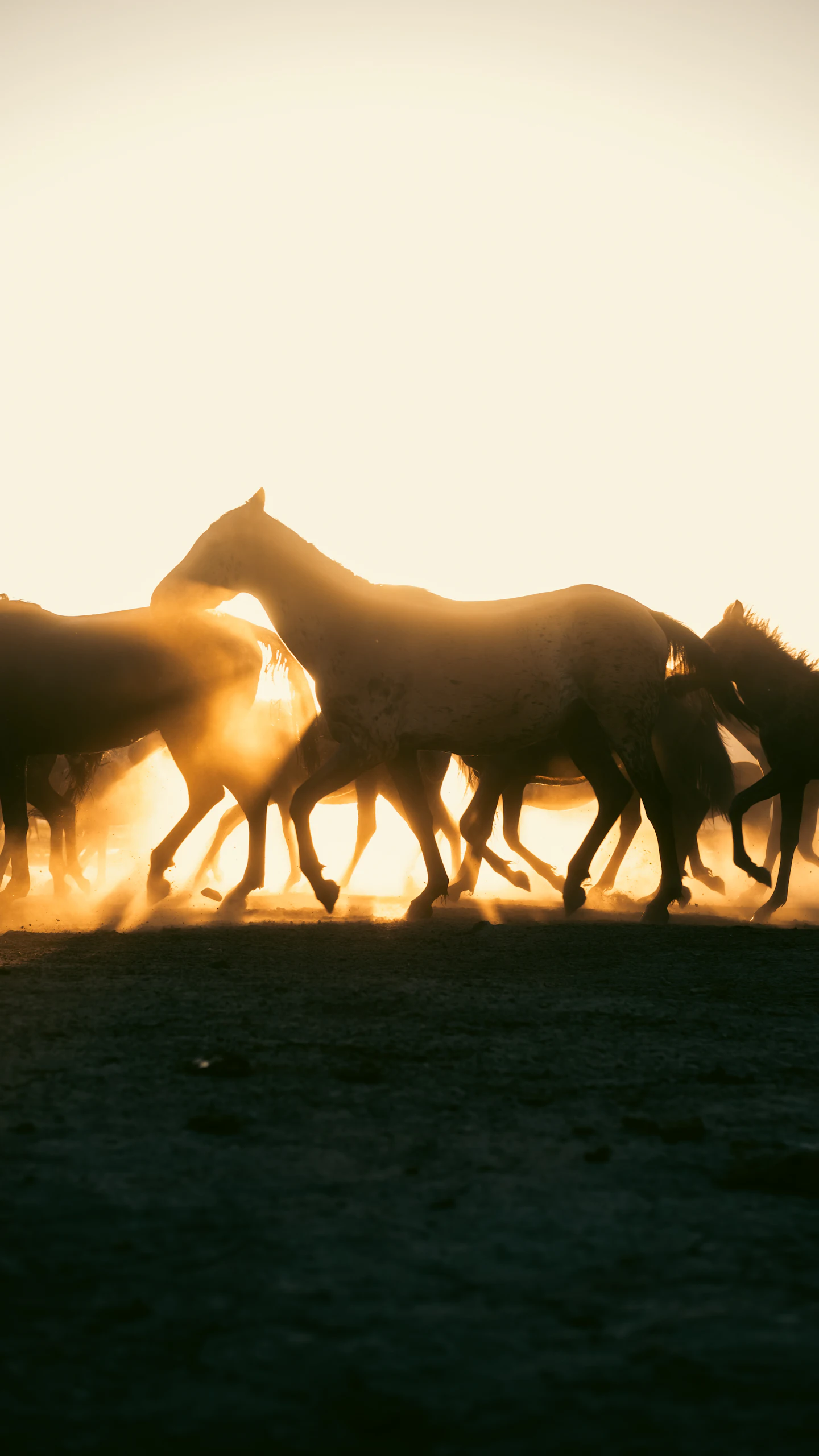 Horses running through golden dust