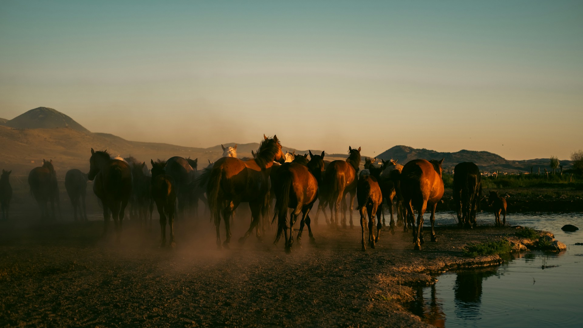A herd of horses walking along a river