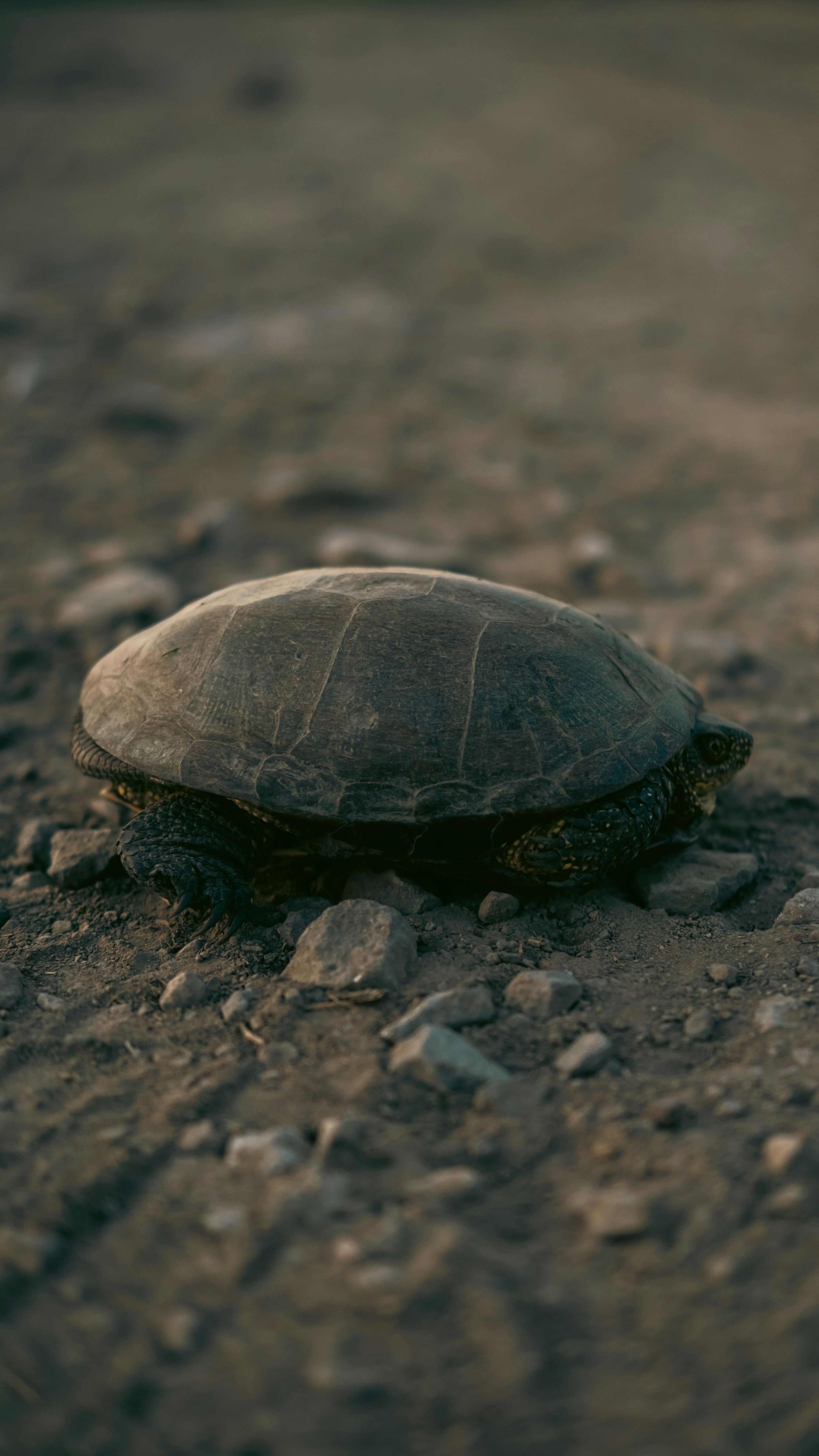 A turtle crawling on the ground in the dirt