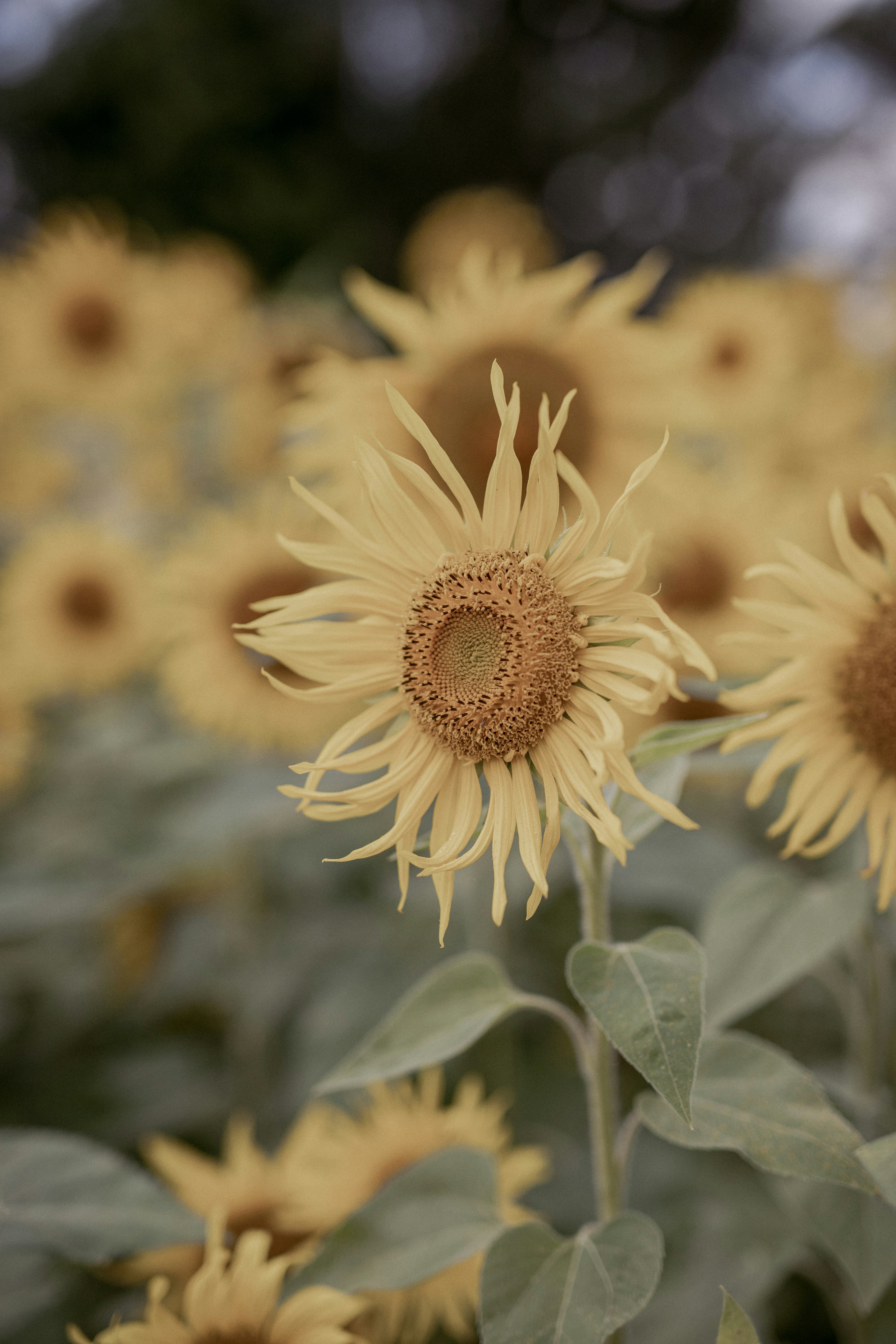 Un campo de girasoles amarillos con hojas verdes