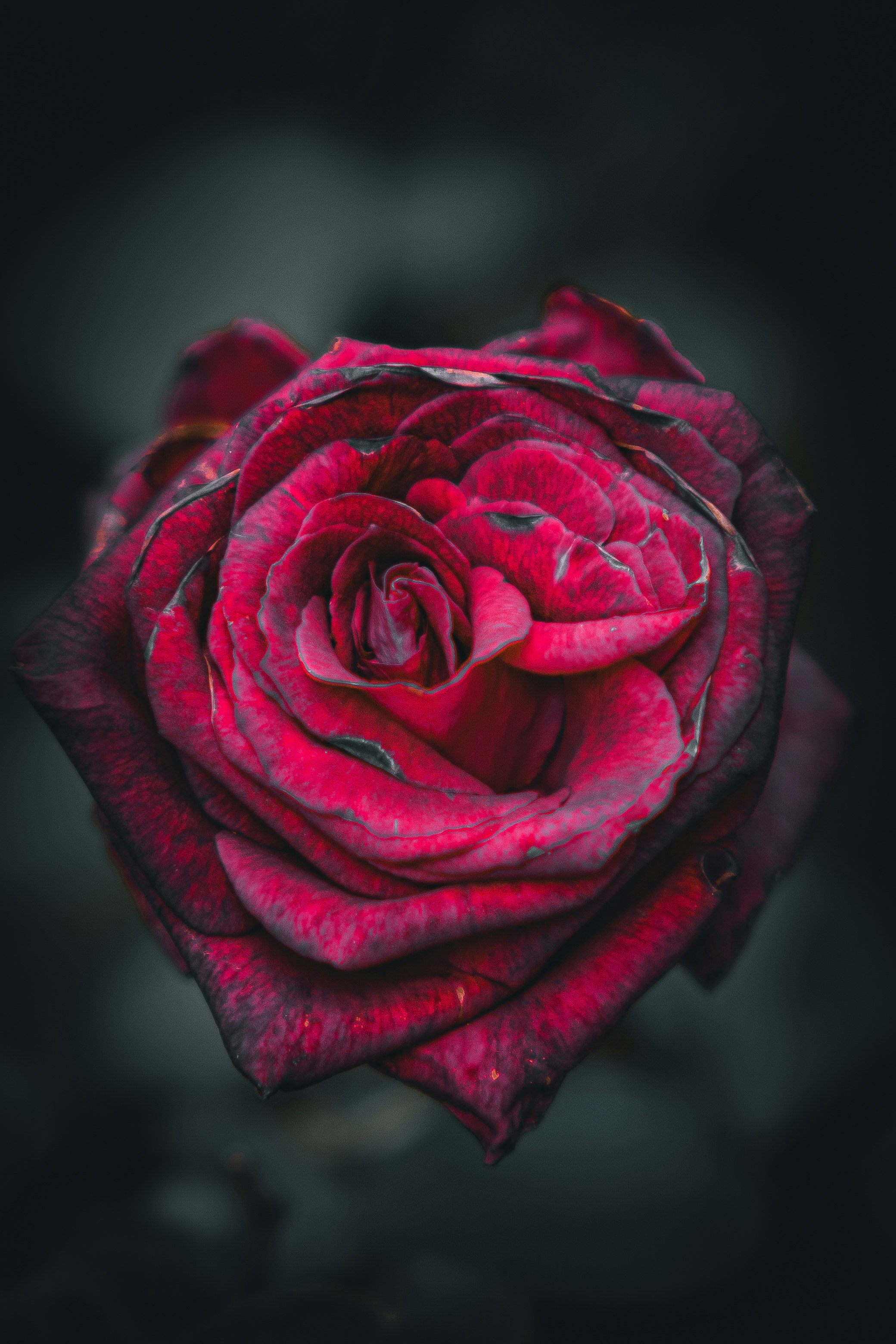 Photo by stephena_photography