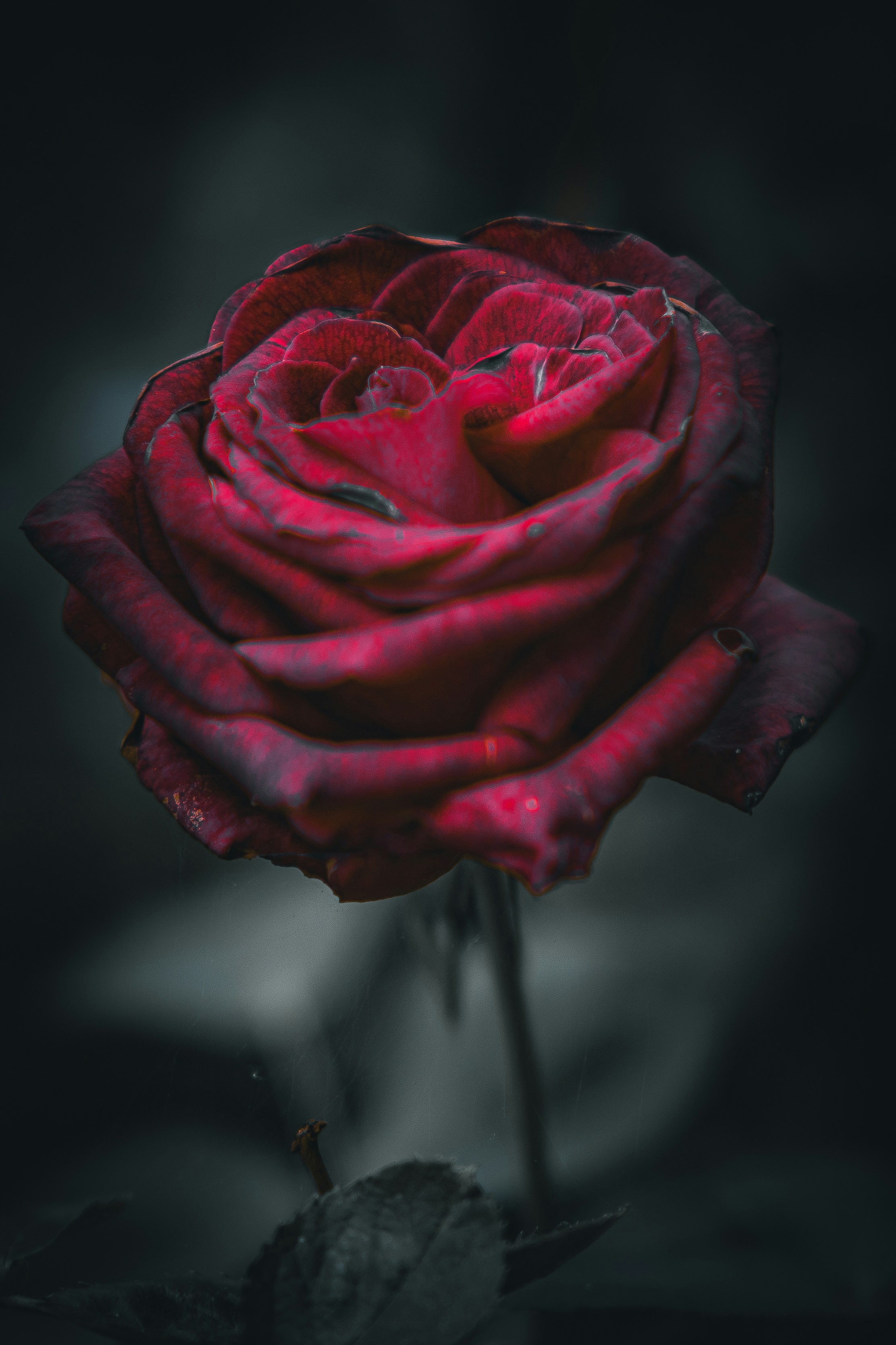 Photo by stephena_photography