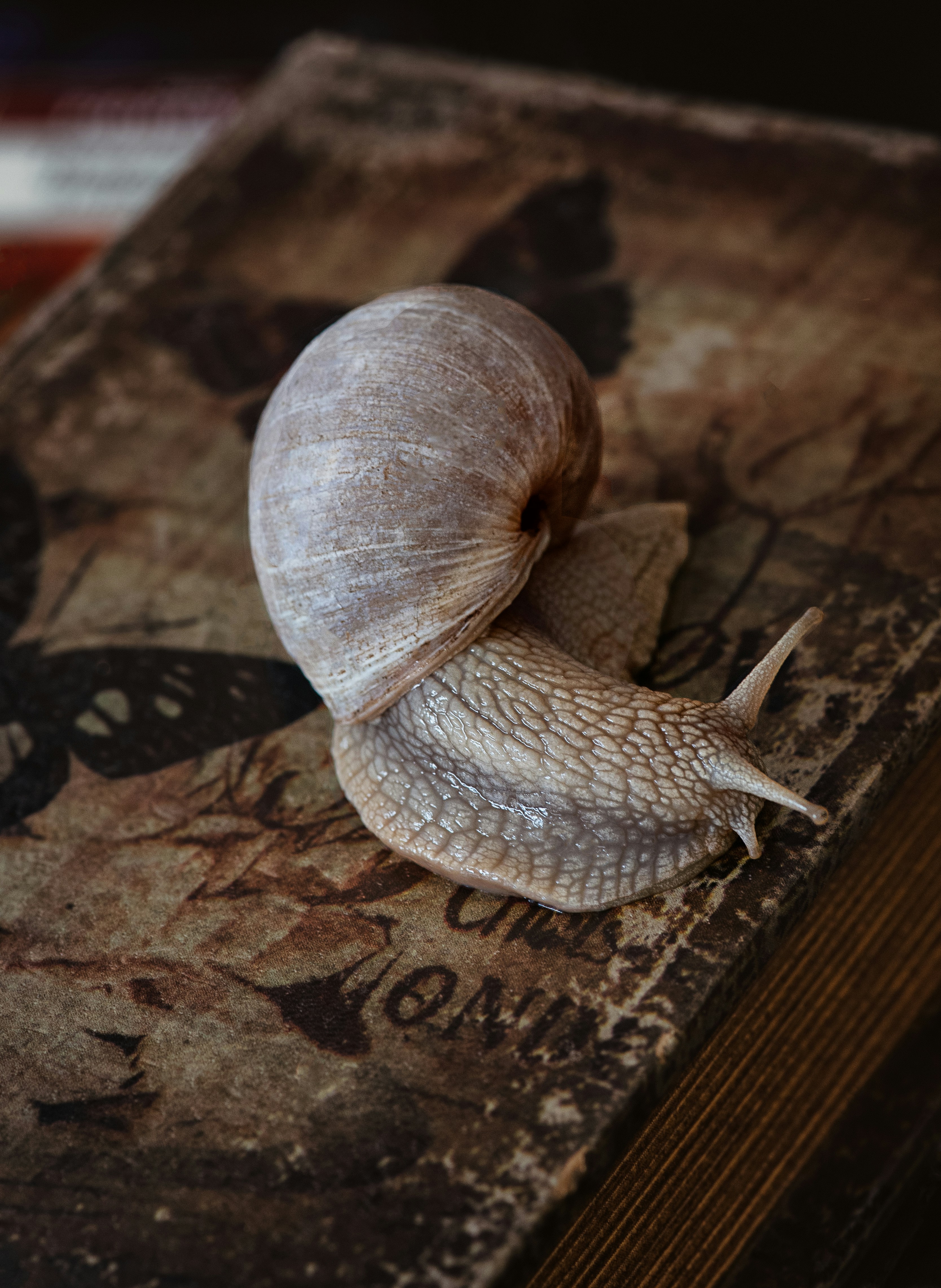 A close up of a snail on a book