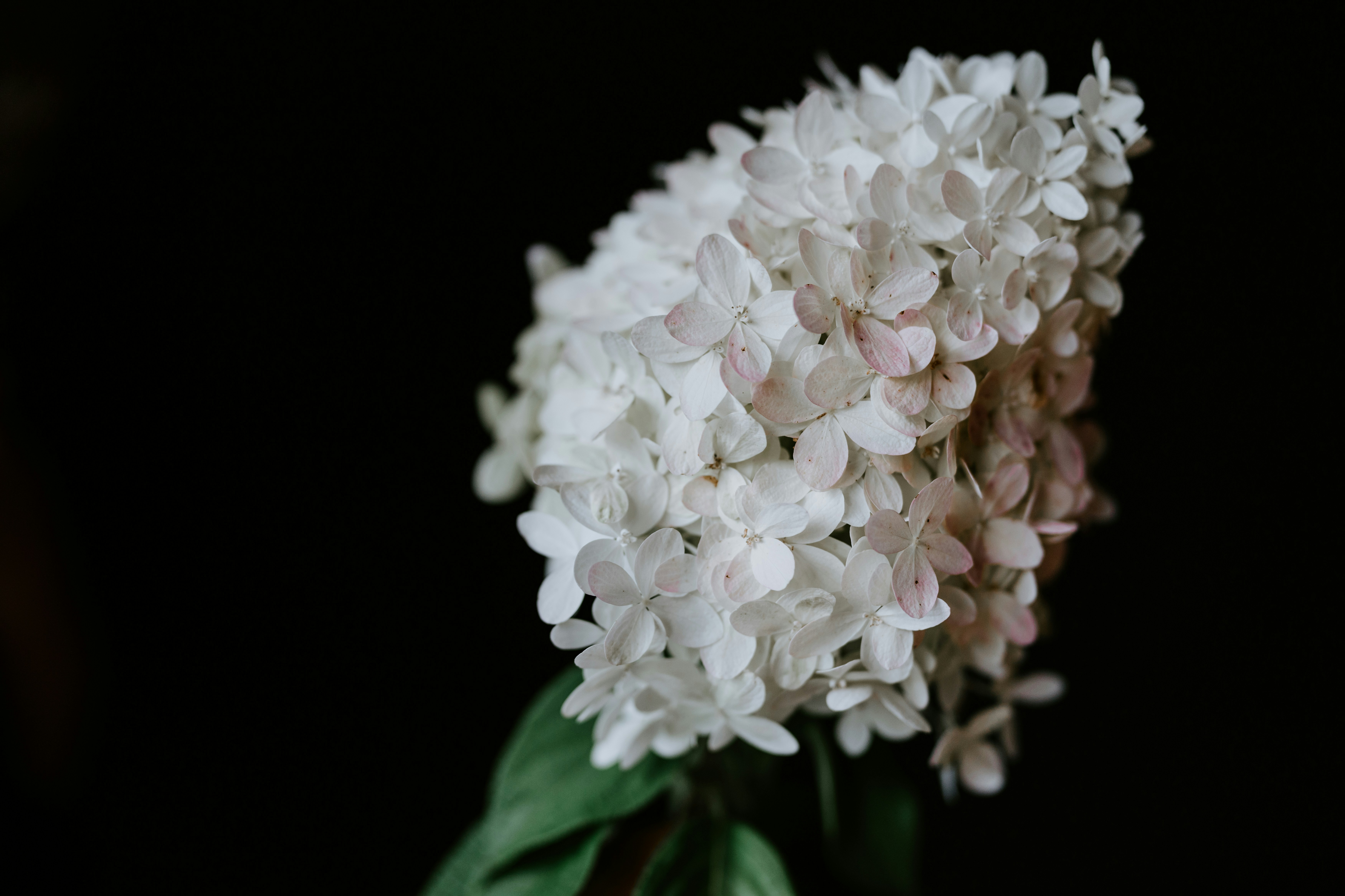 Photo by kellysikkema