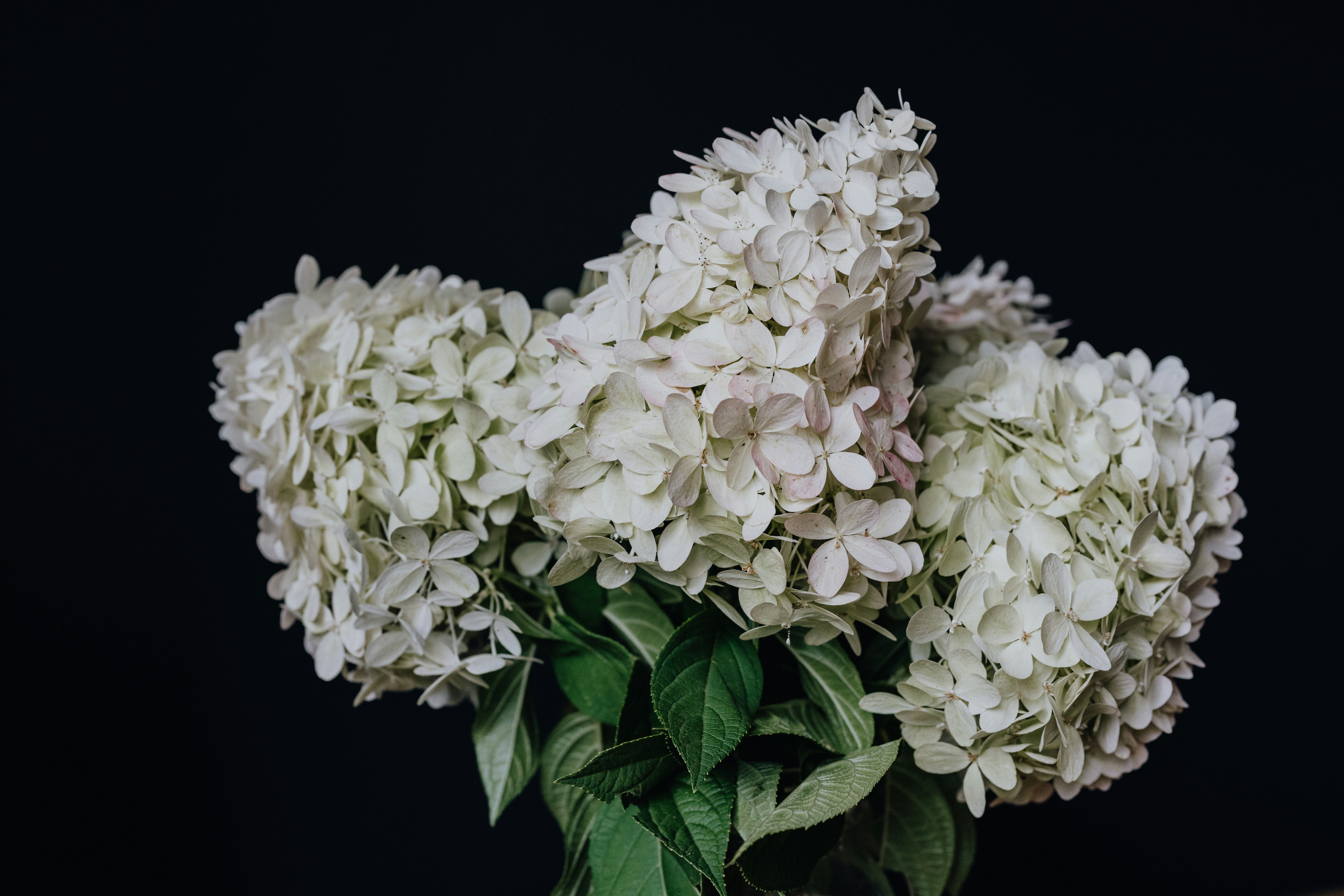Photo by kellysikkema