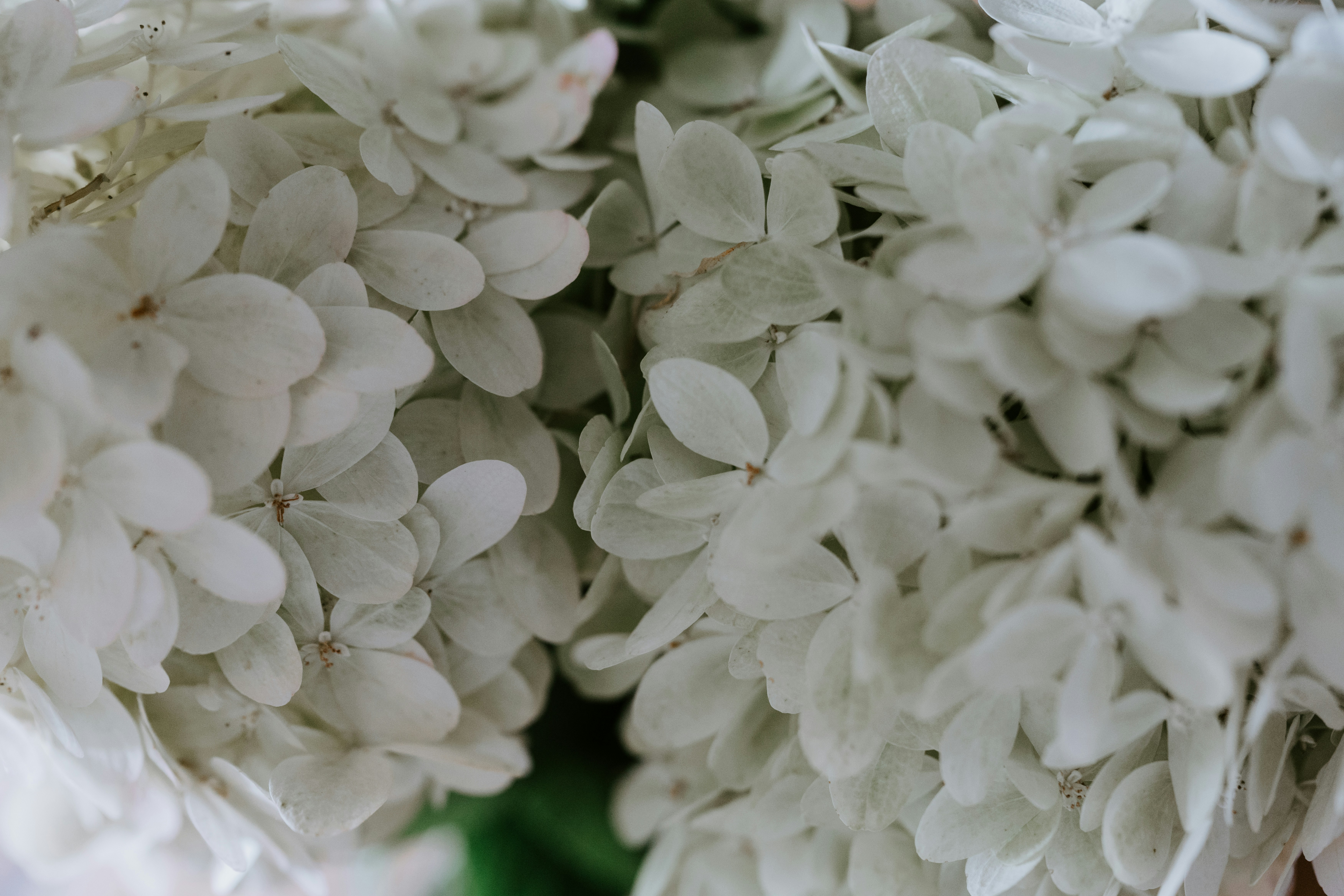 Photo by kellysikkema