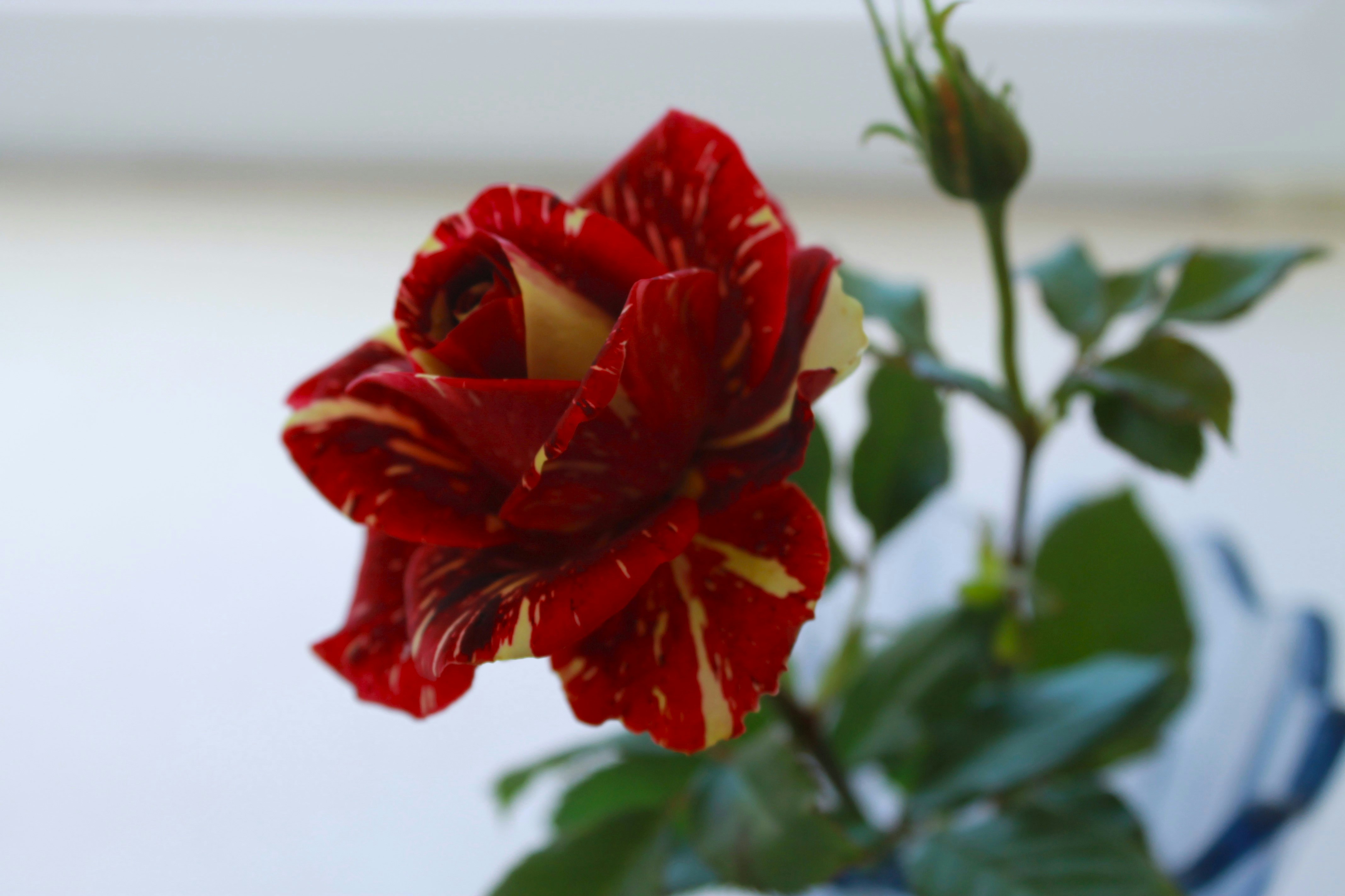 A red flower in a blue vase on a table photo – Free Flowers Image on ...