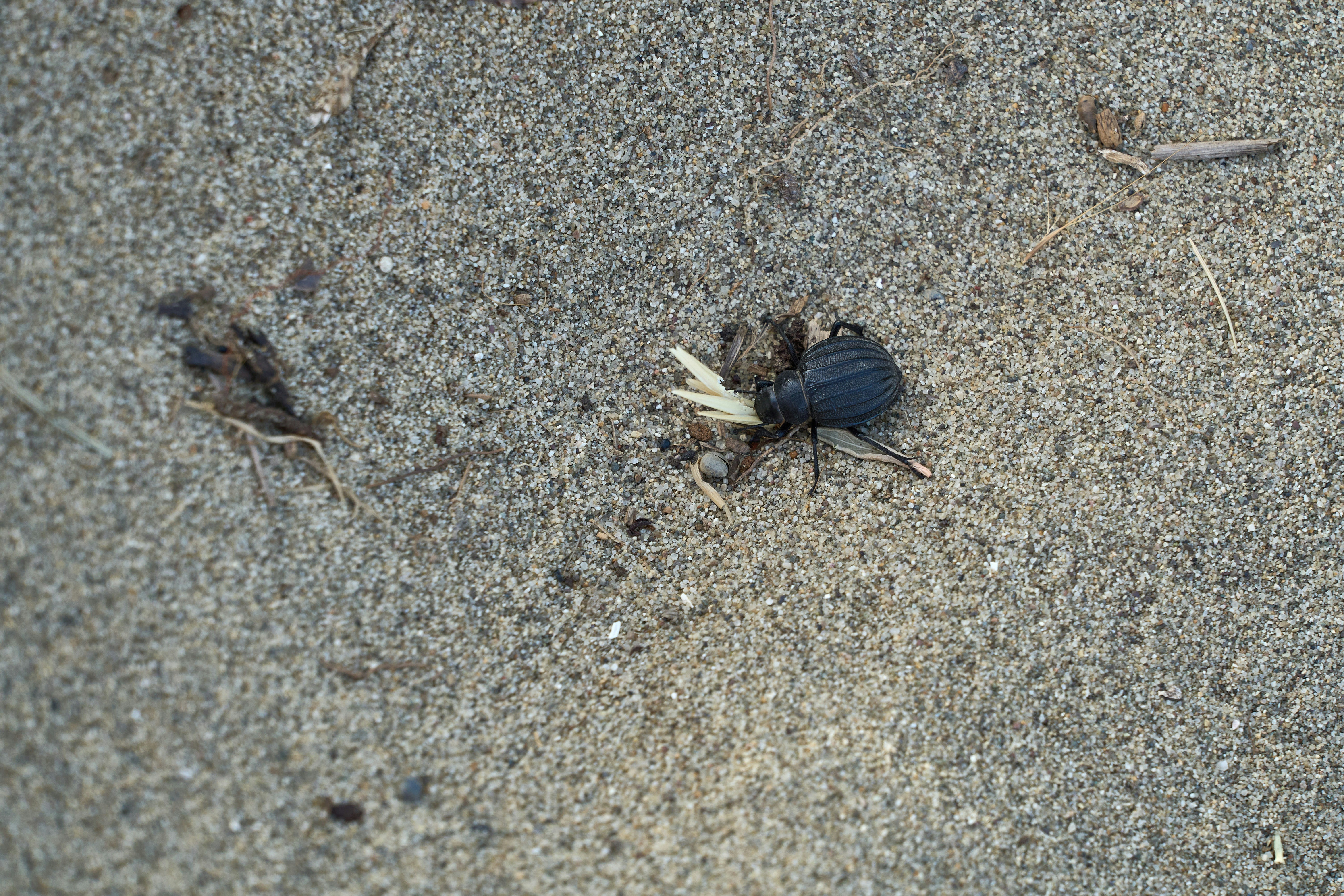 Photo by wolfgang_hasselmann