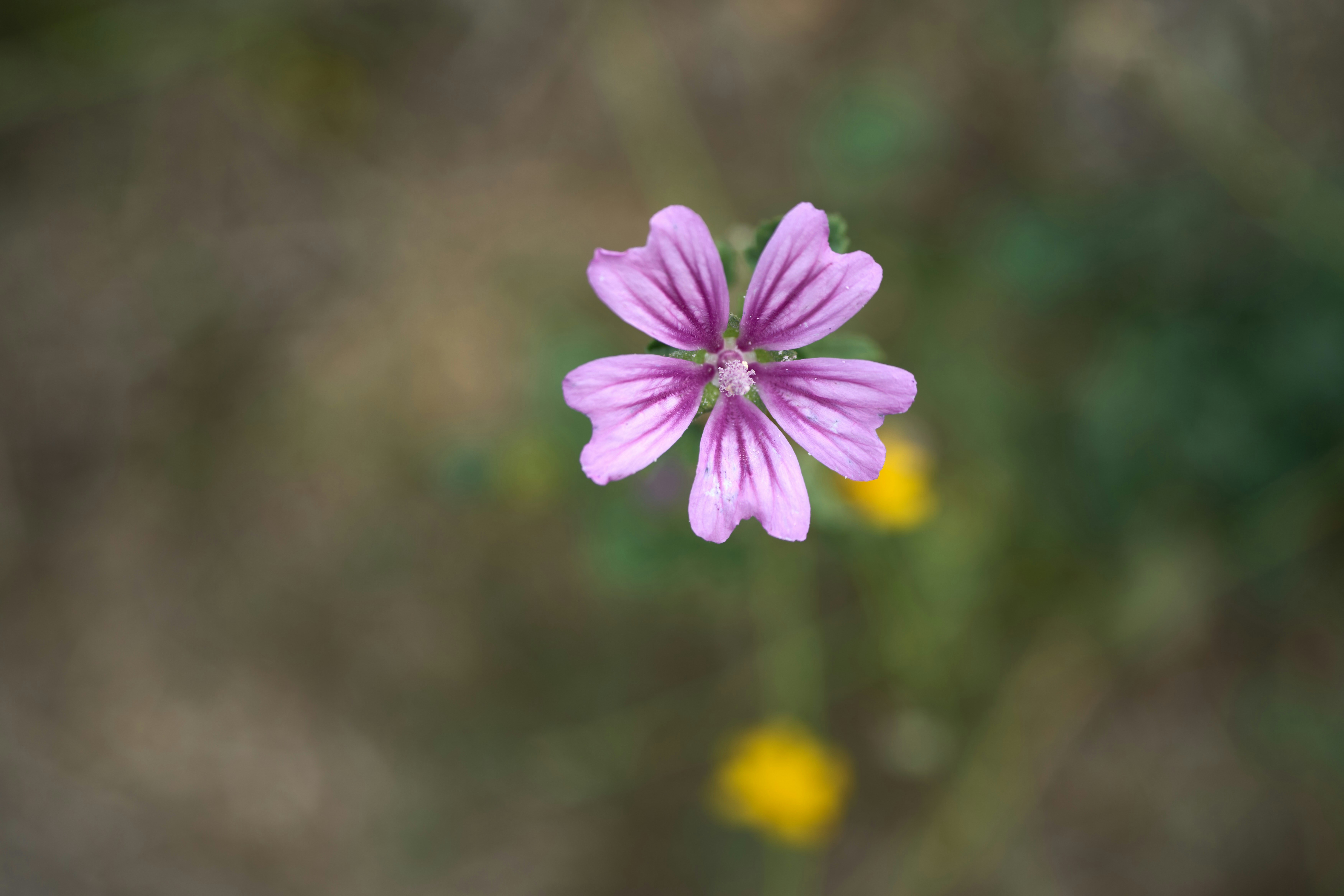 Photo by wolfgang_hasselmann