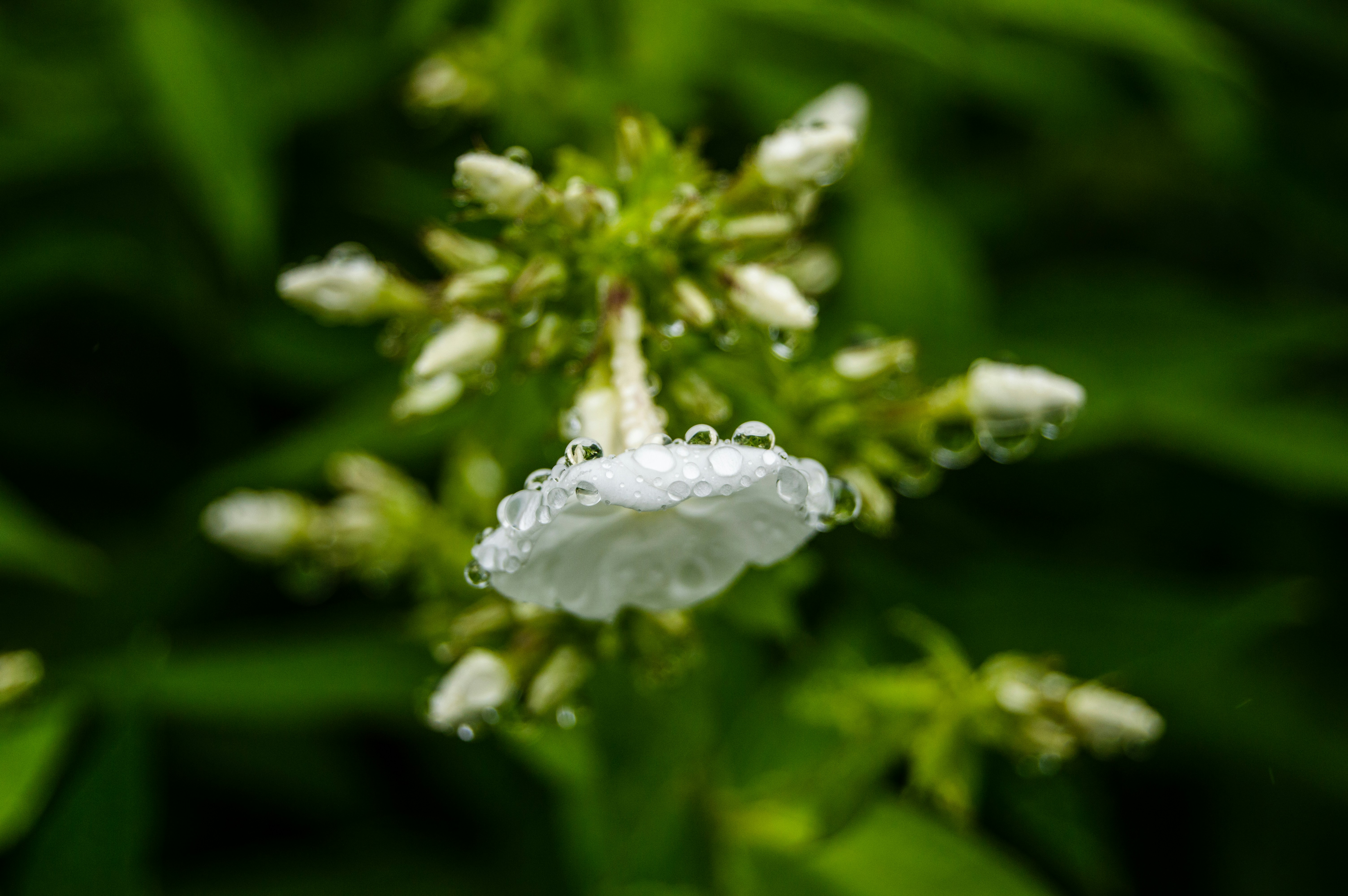 Um close up de uma flor com gotas de água sobre ele
