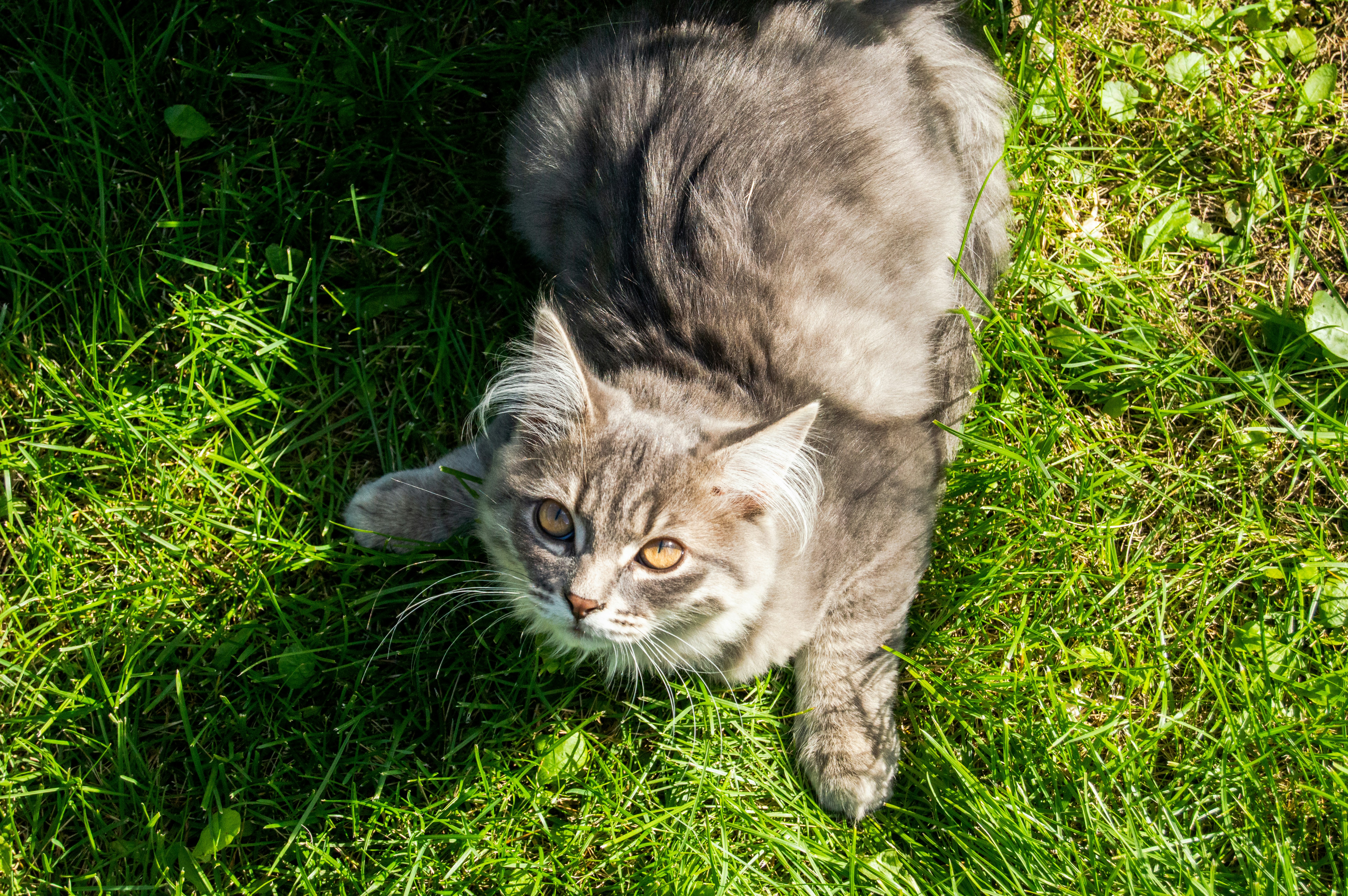 Photo by frosted_vulpes_ferrilata