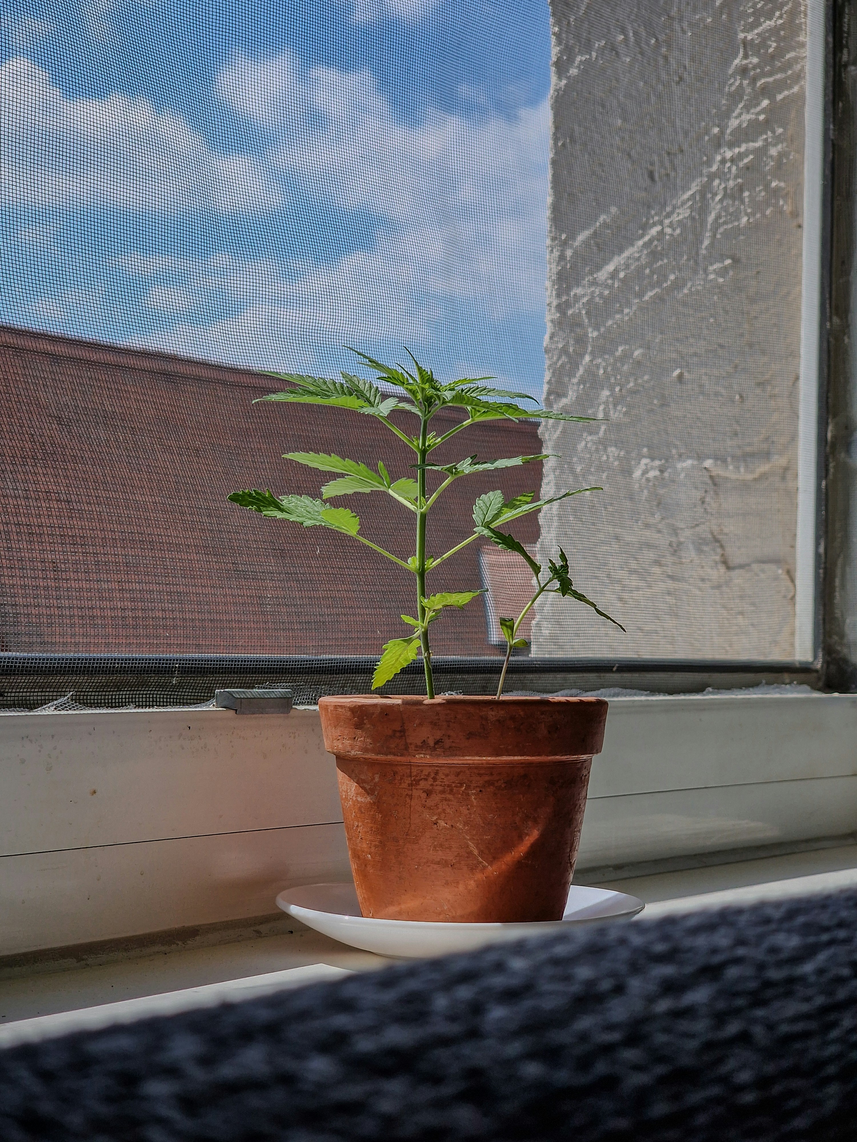 培养基中生长的幼苗