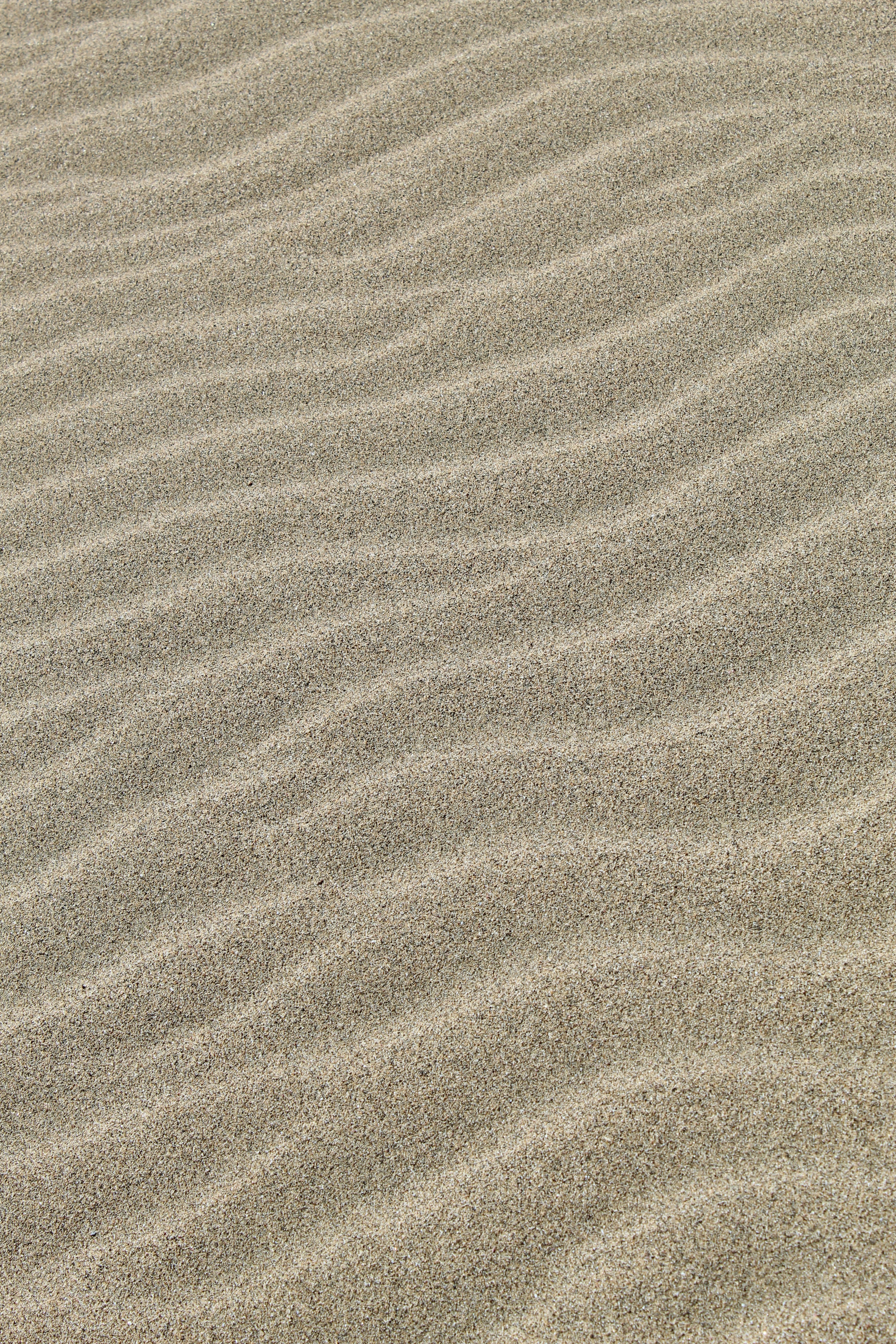 A bird is standing on the sand of a beach