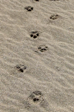 A dog paw prints in the sand on a beach
