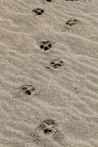 A dog paw prints in the sand on a beach