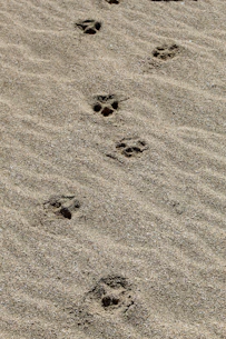 A dog paw prints in the sand on a beach