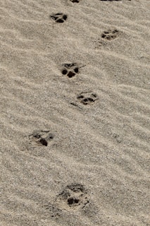 A dog paw prints in the sand on a beach