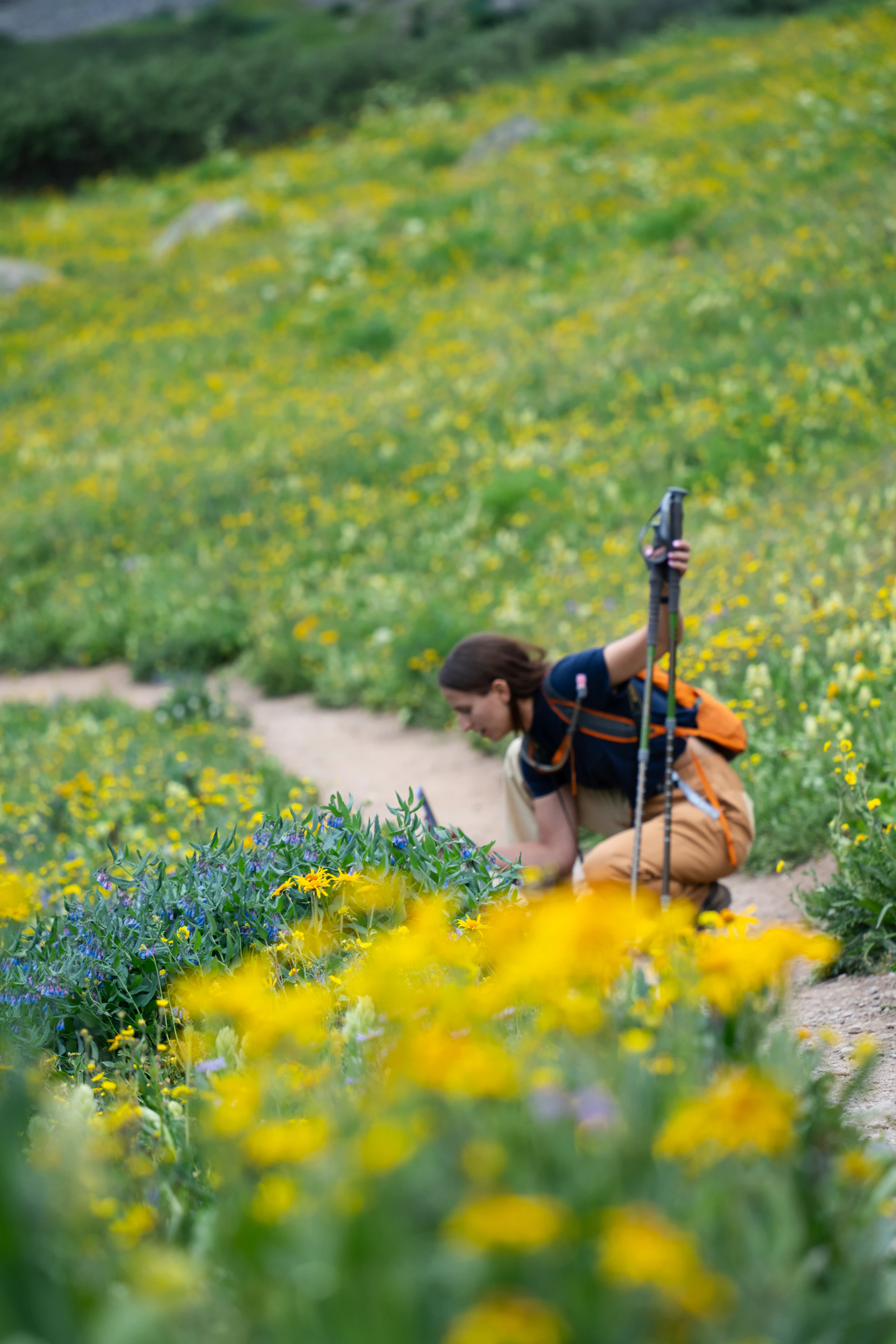 A person kneeling down in a field of flowers