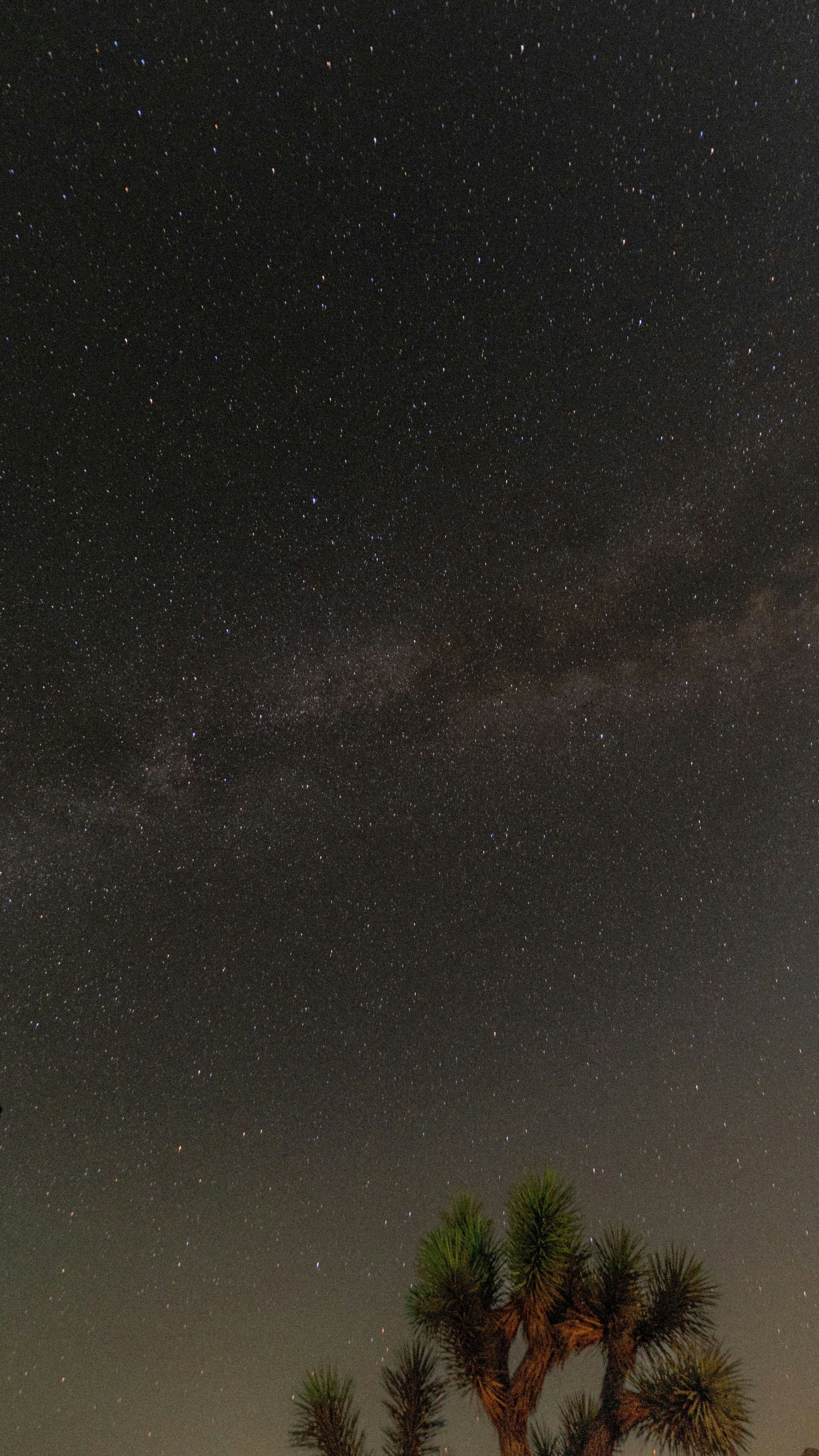 The night sky is filled with stars and palm trees