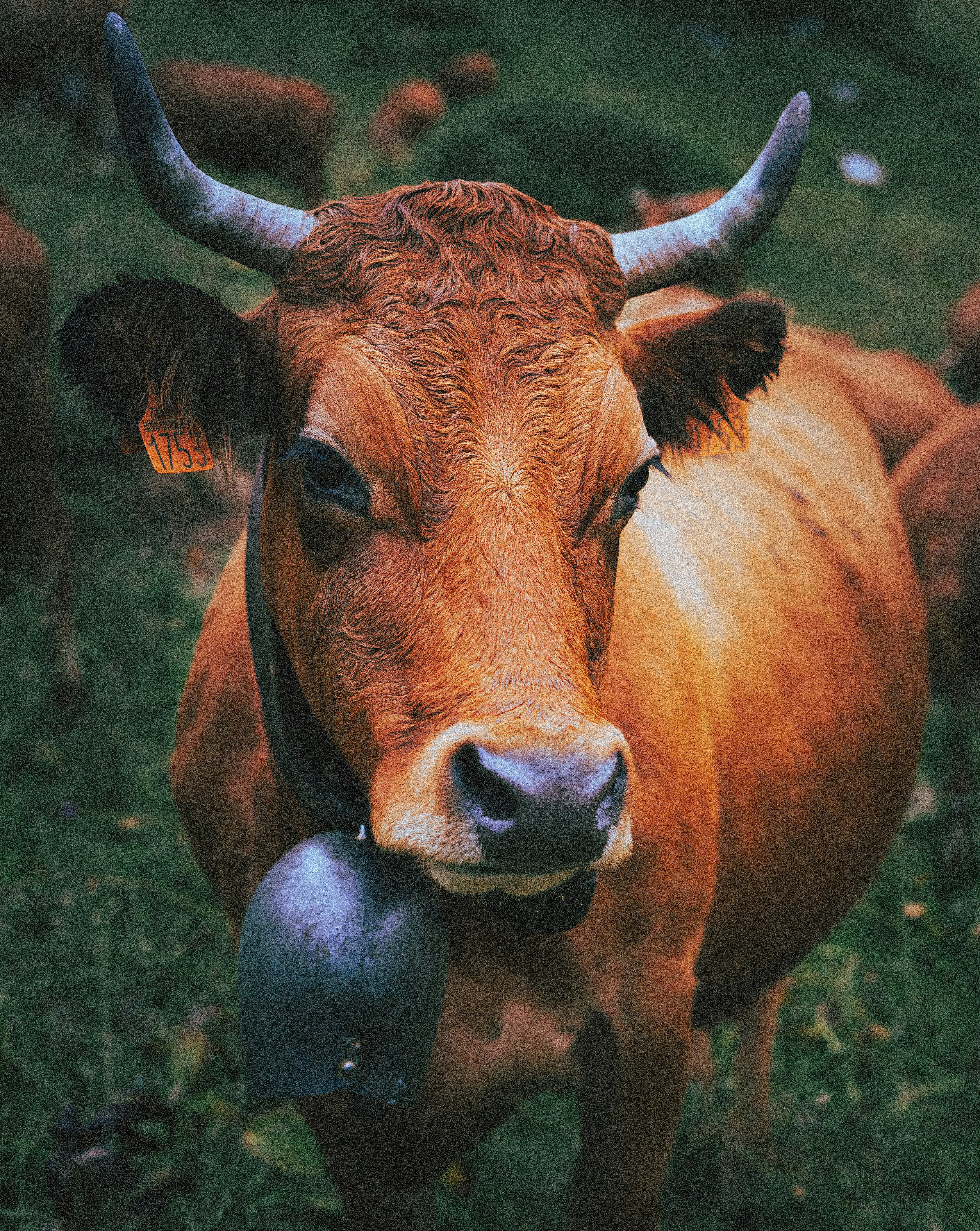A brown cow standing on top of a lush green field photo – Free Animal ...