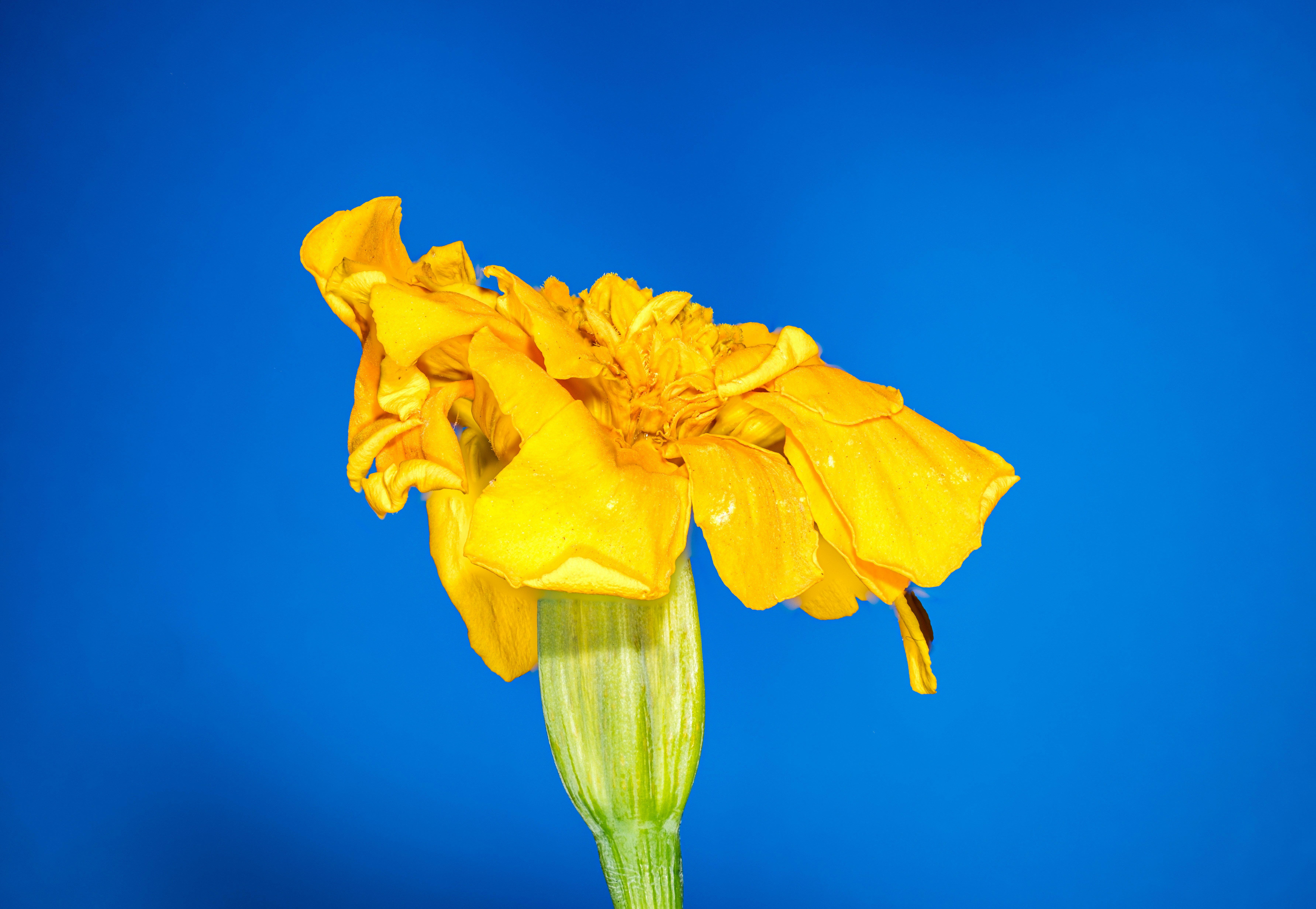 Photo by alexandredaoust