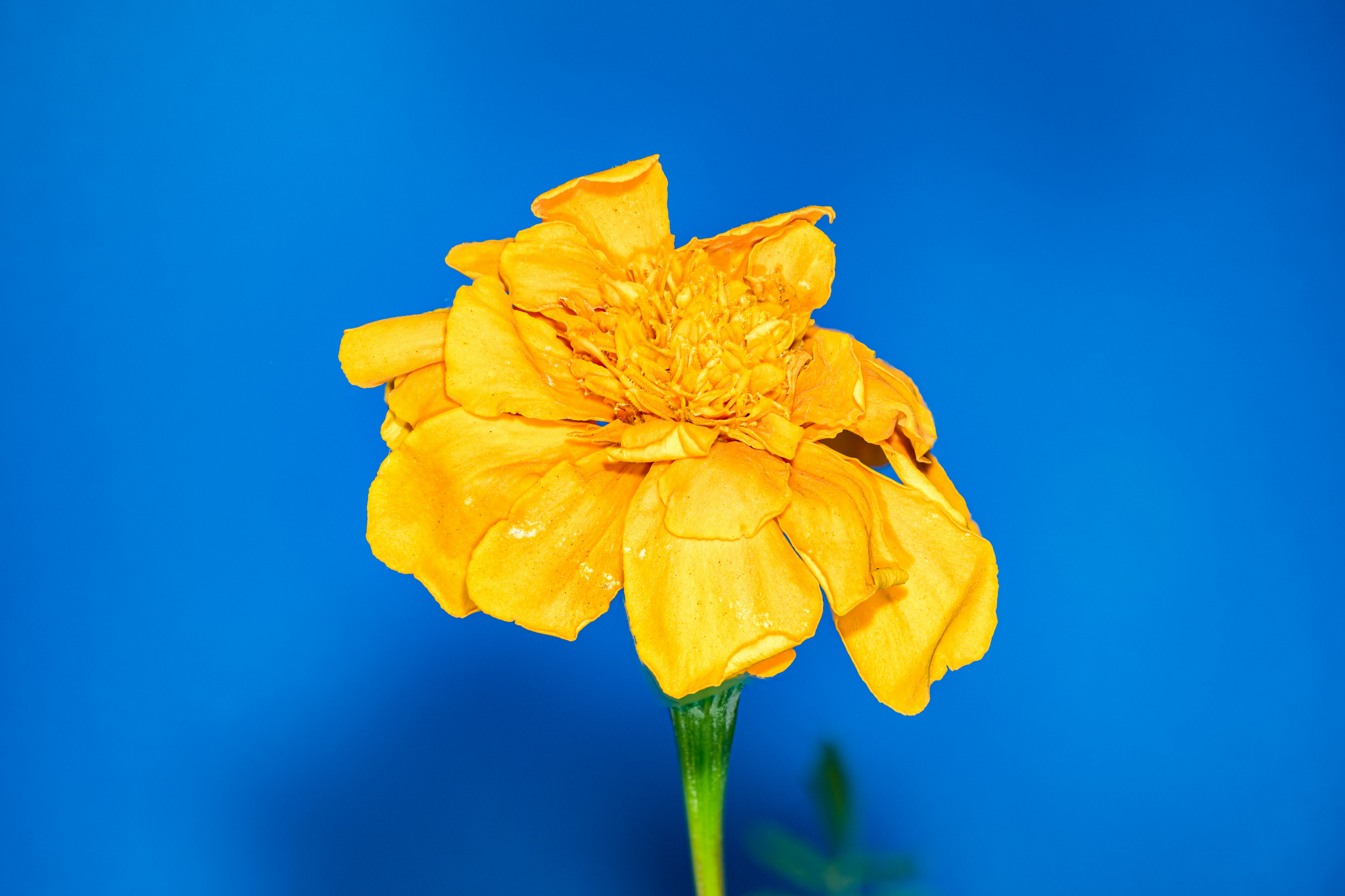 Photo by alexandredaoust