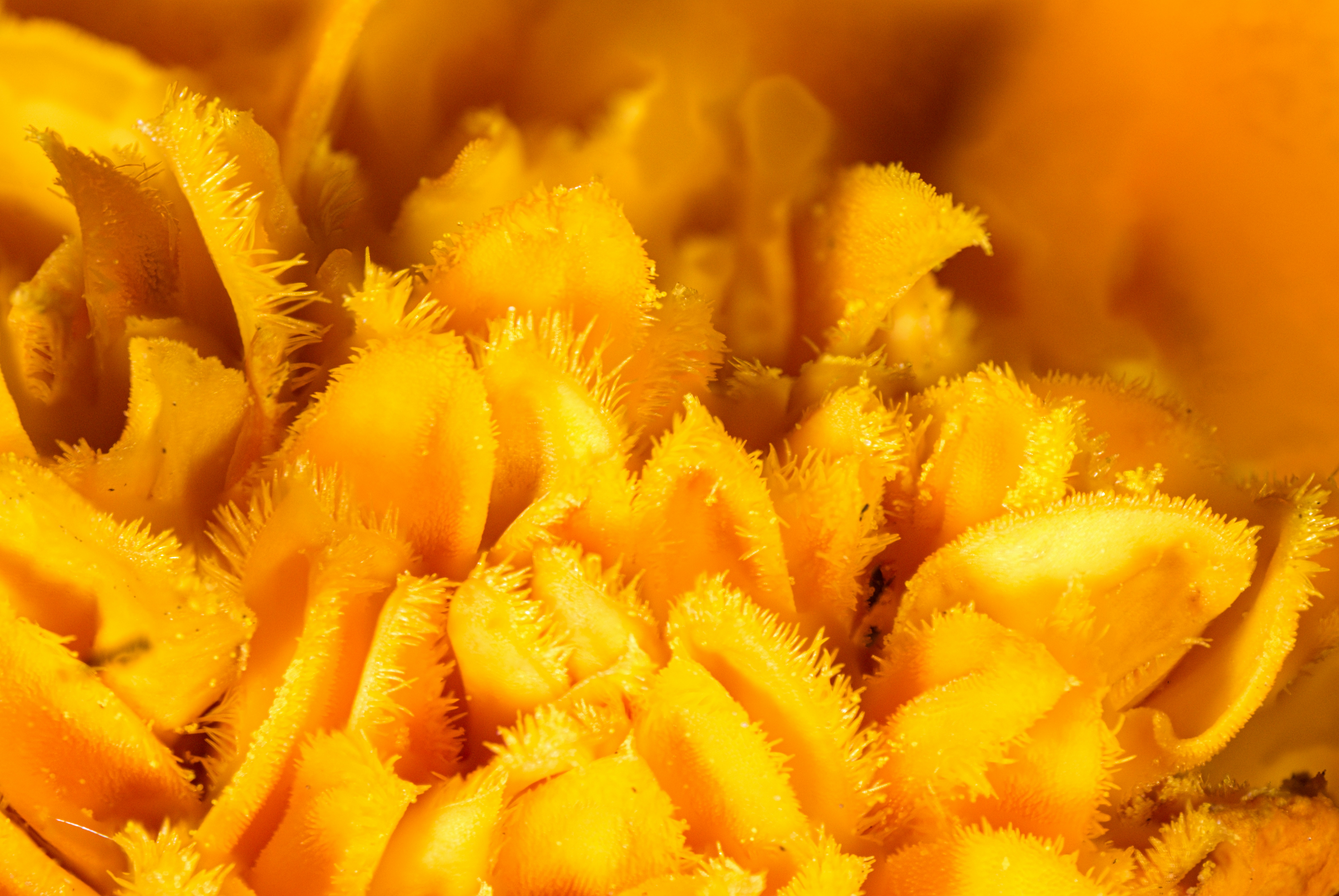 Photo by alexandredaoust