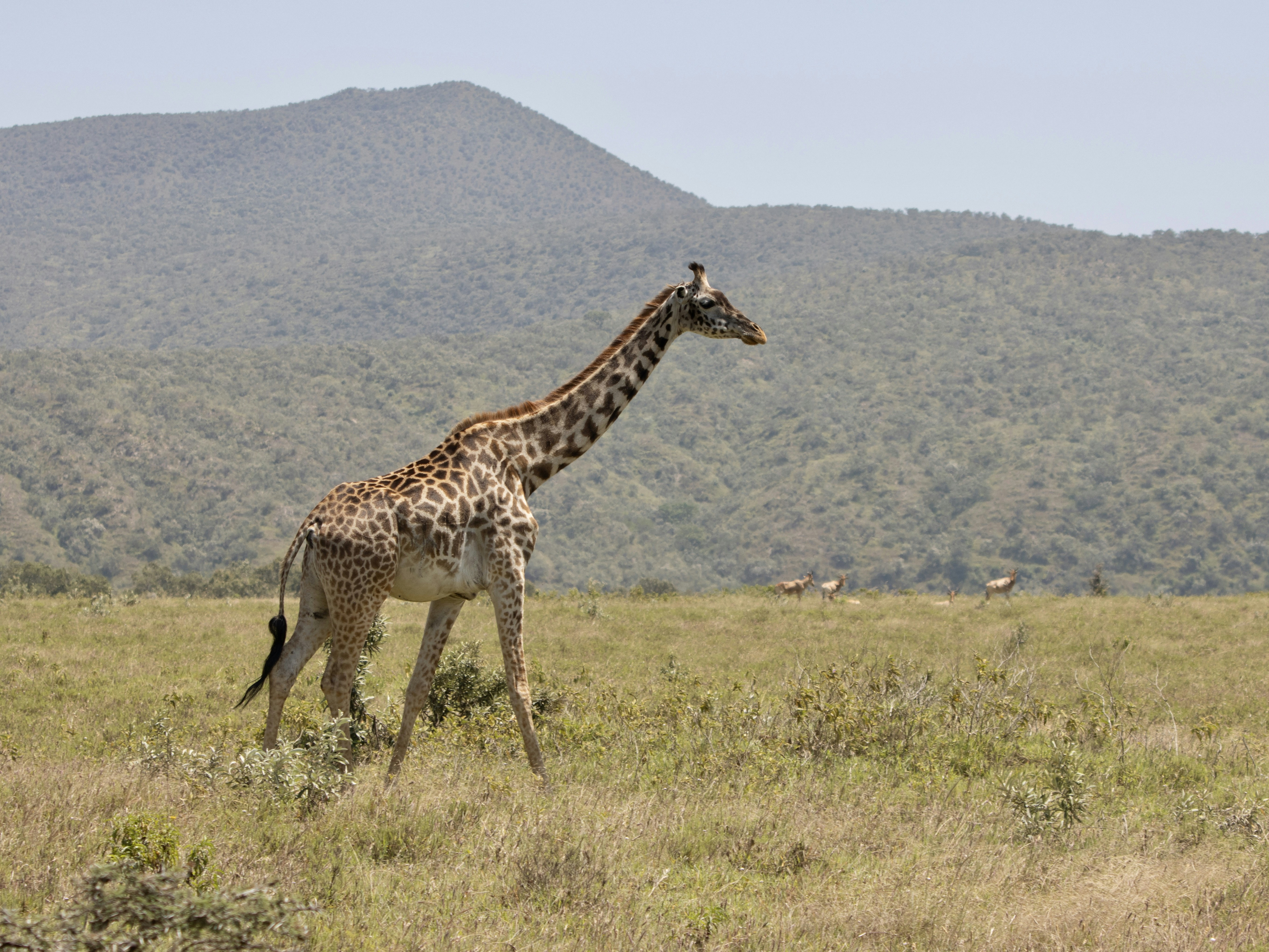 Masai Giraffe