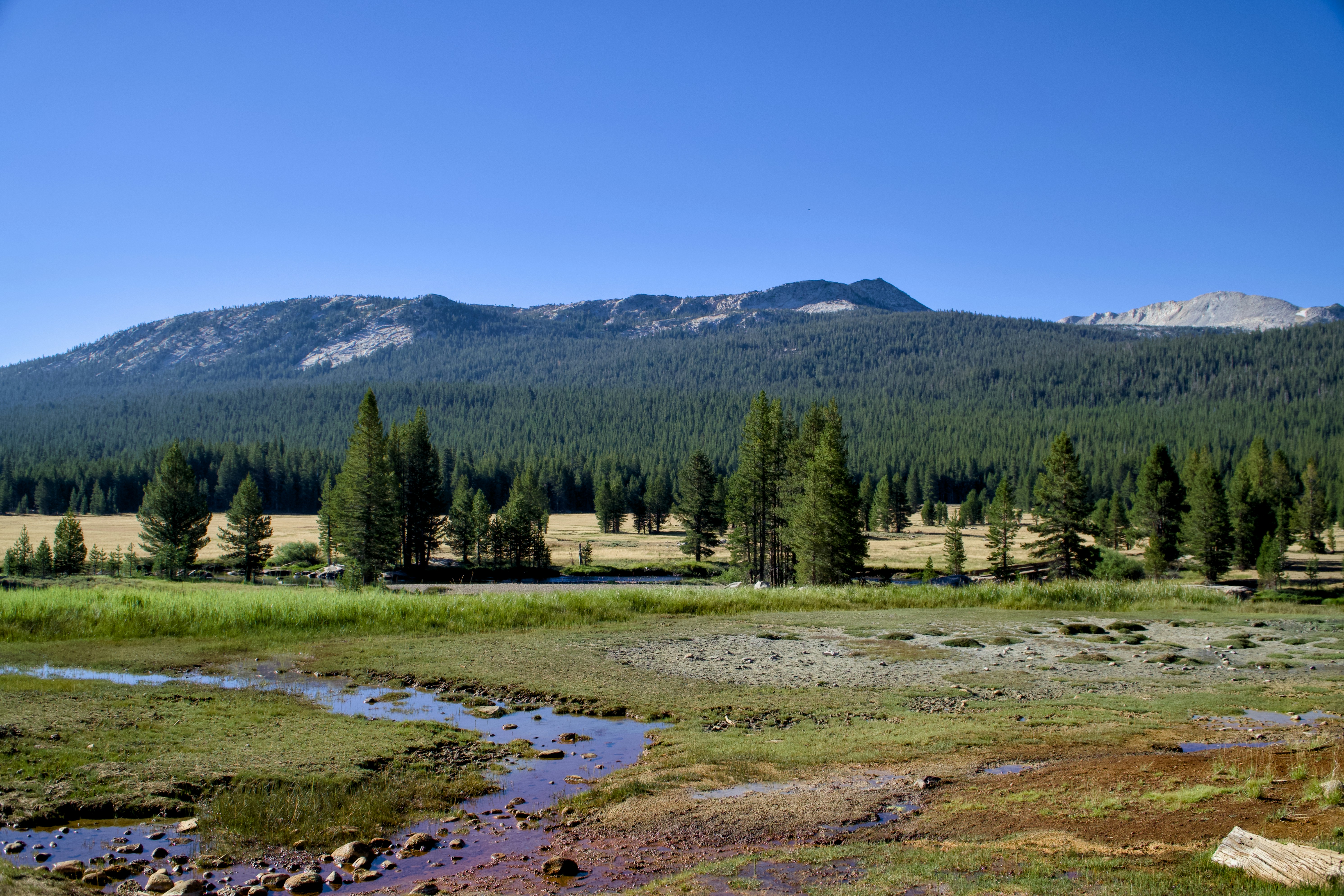 Forest Park