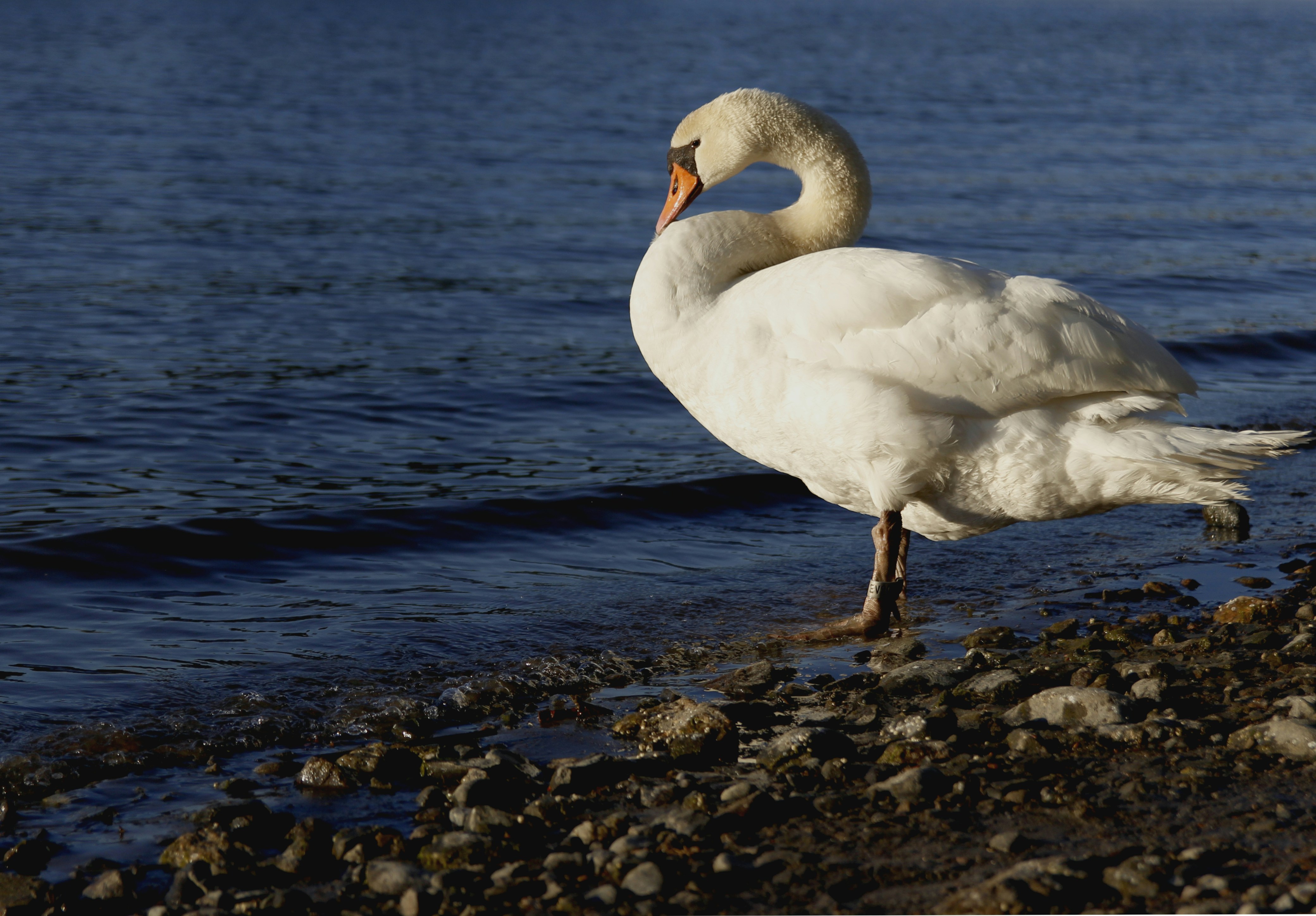 Photo by egemensahiin