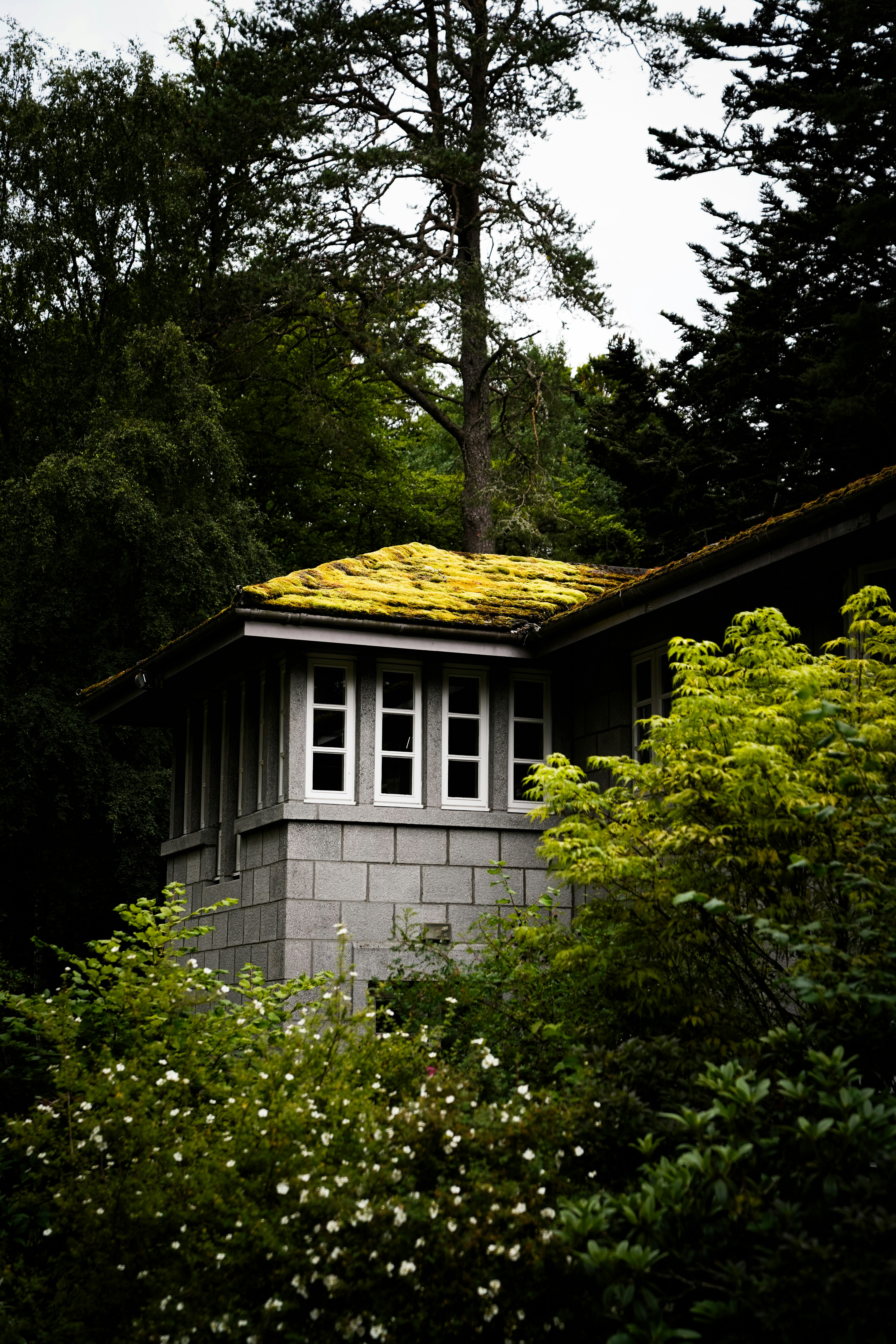A small building with a yellow roof surrounded by trees
