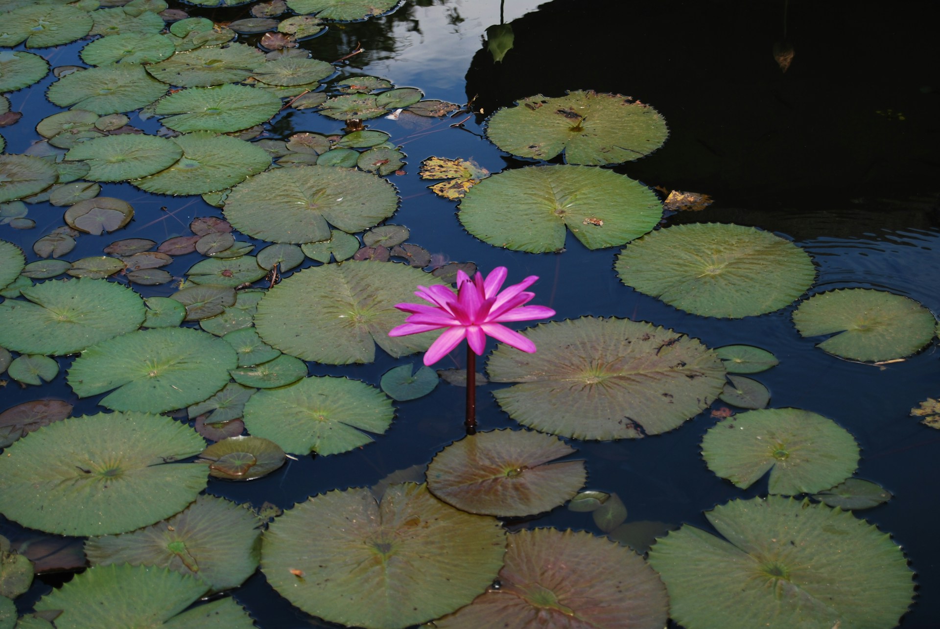 A pink flower floating on top of a body of water