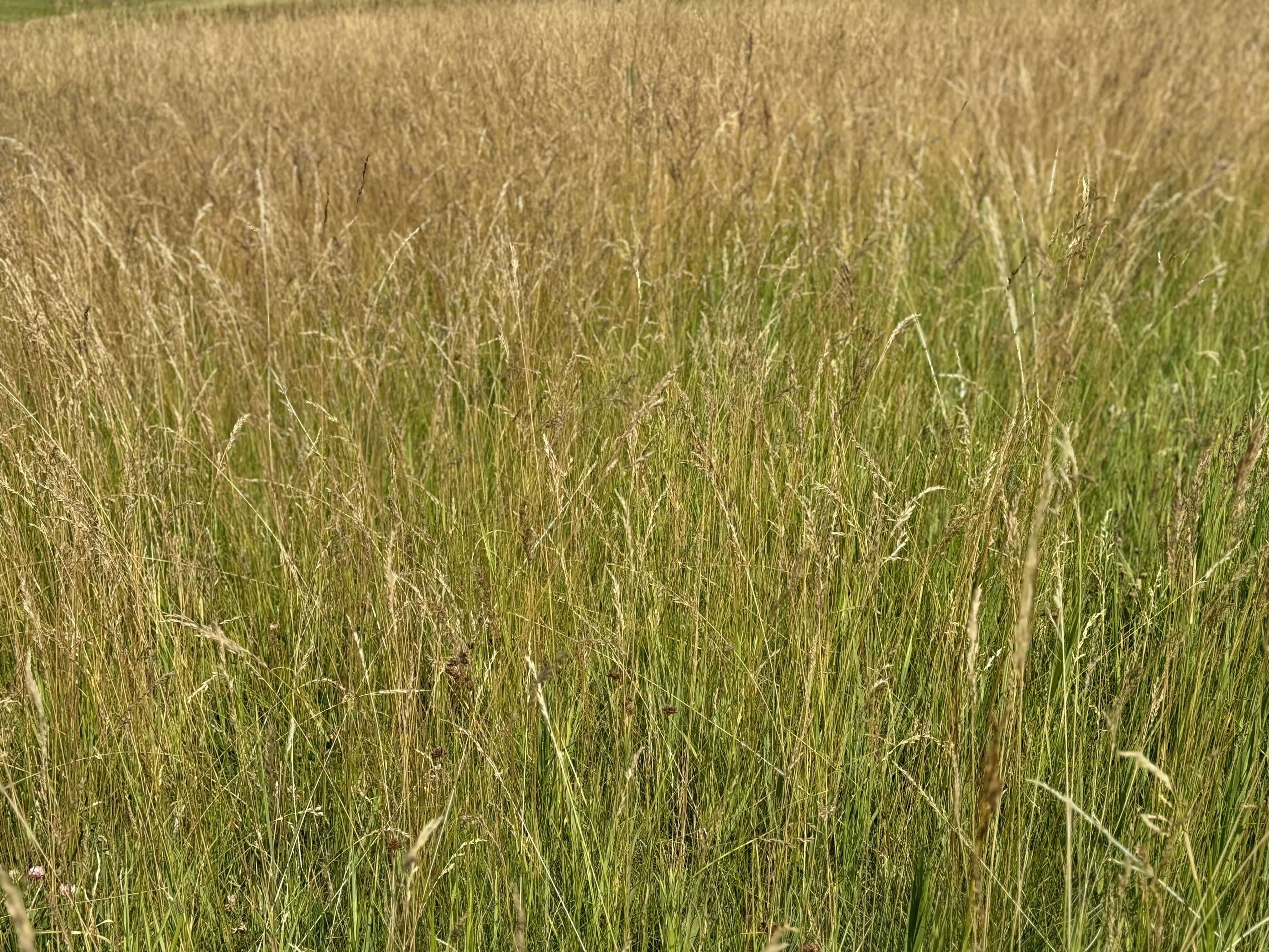 حقل قمح أخضر مورق