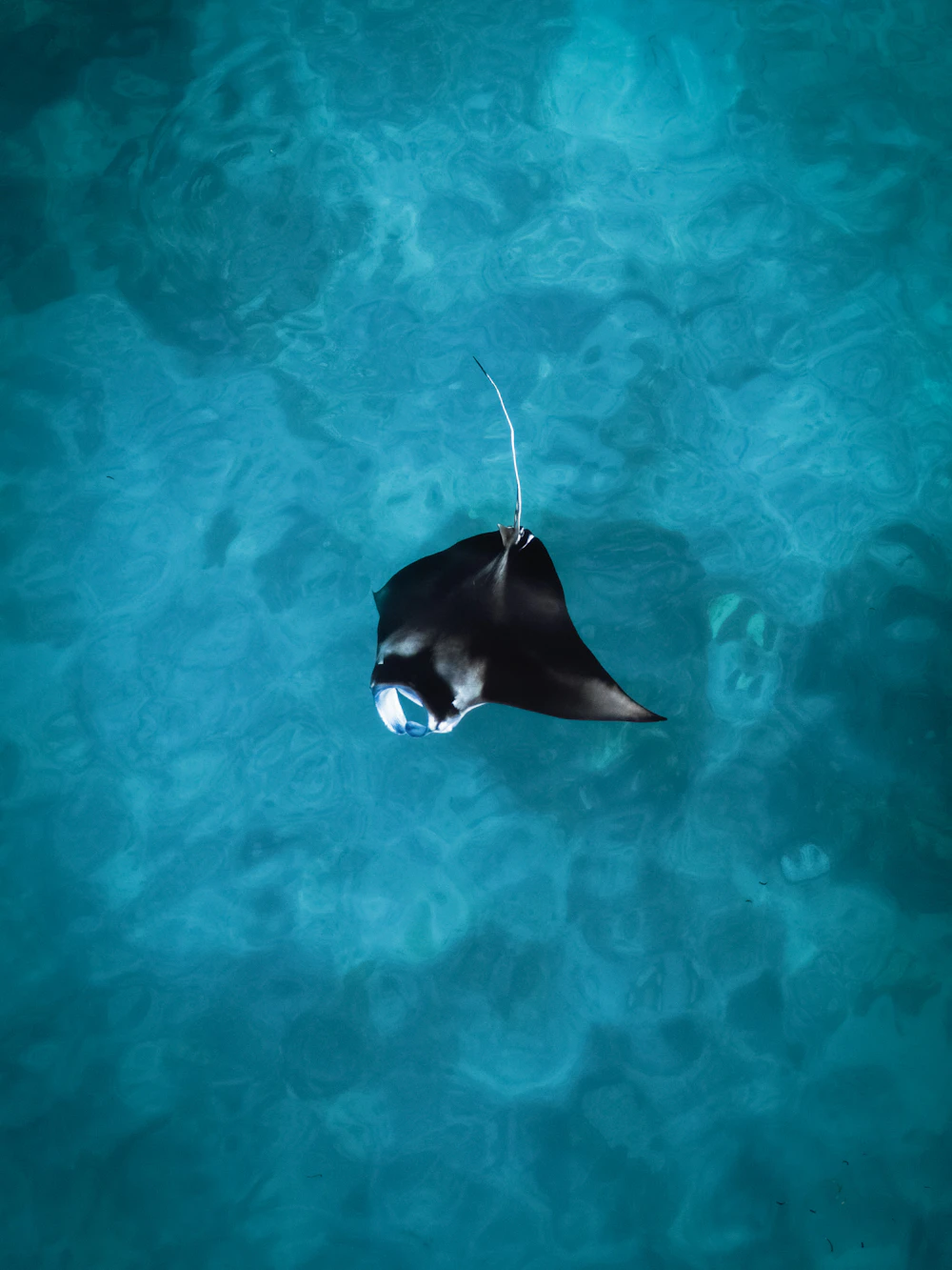 Manta-Rochen nahe der Wasseroberfläche in den Malediven