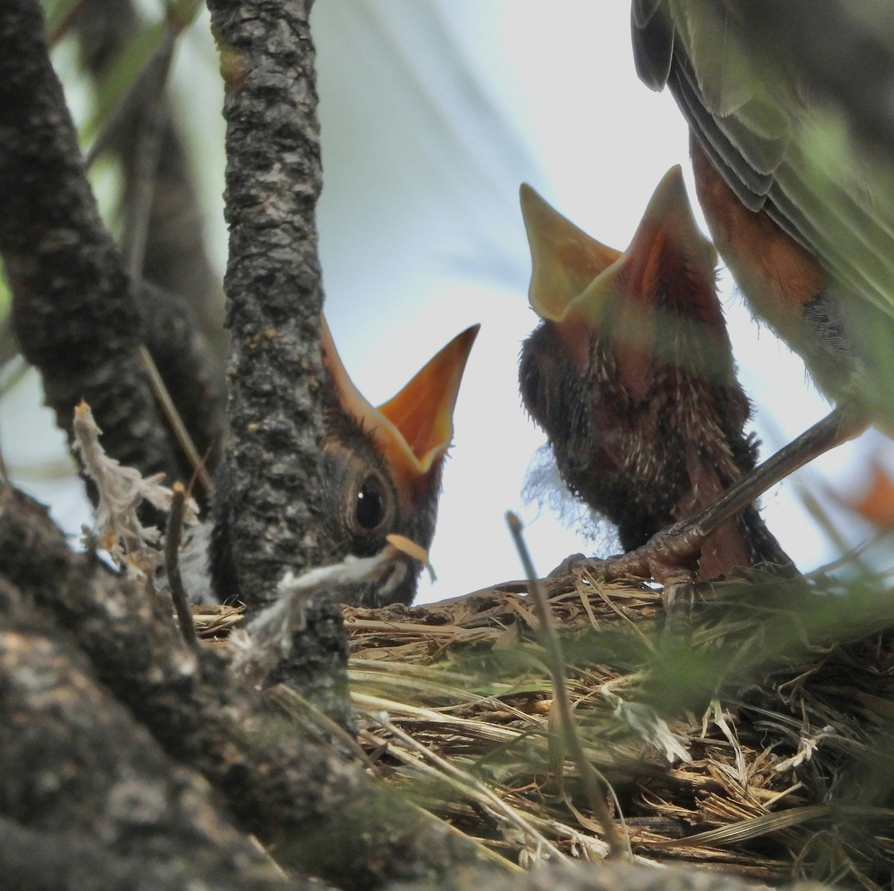 The Wrong Diet Can Kill Them Quickly (image credits: unsplash)