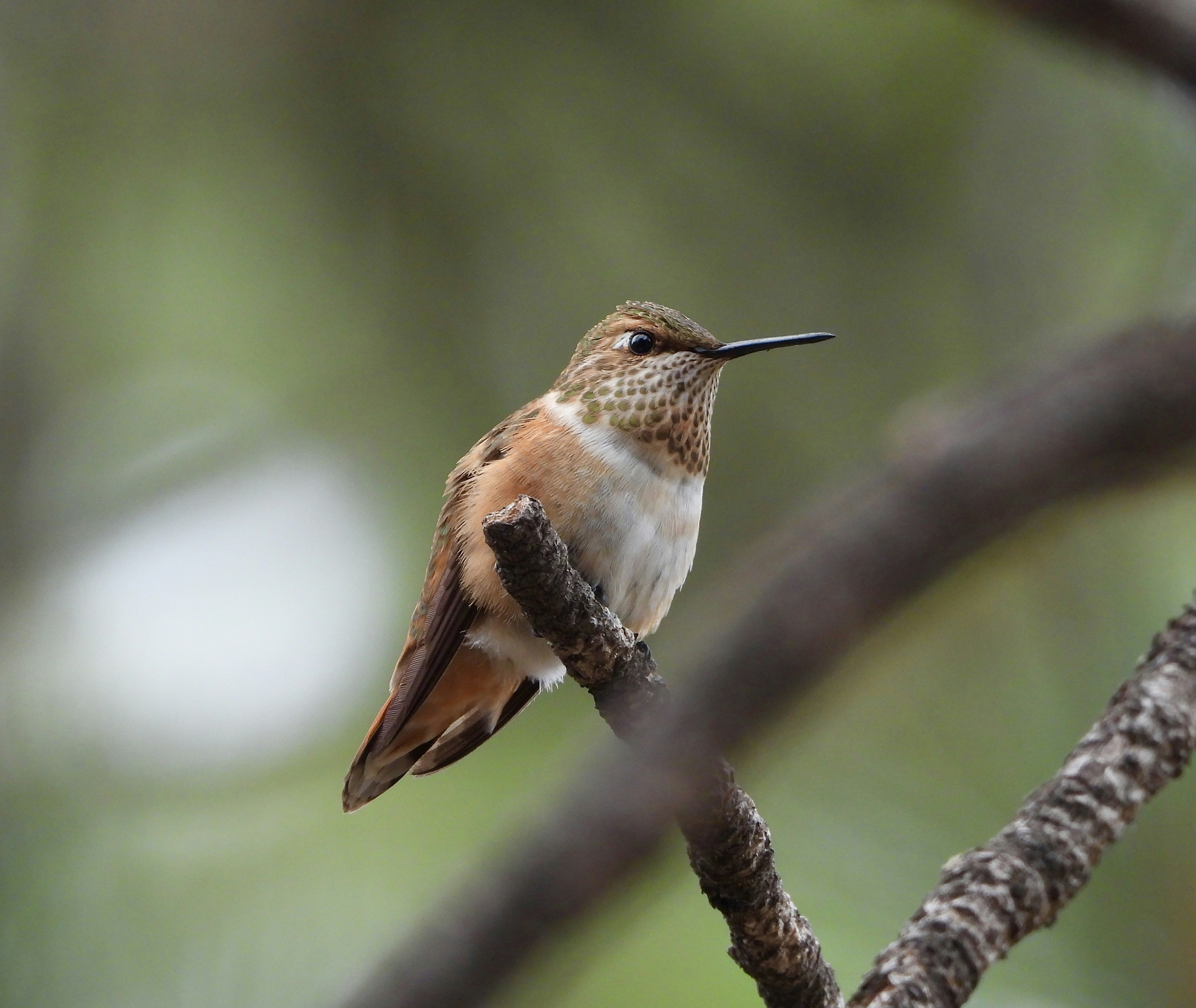 Photo by evergreene24