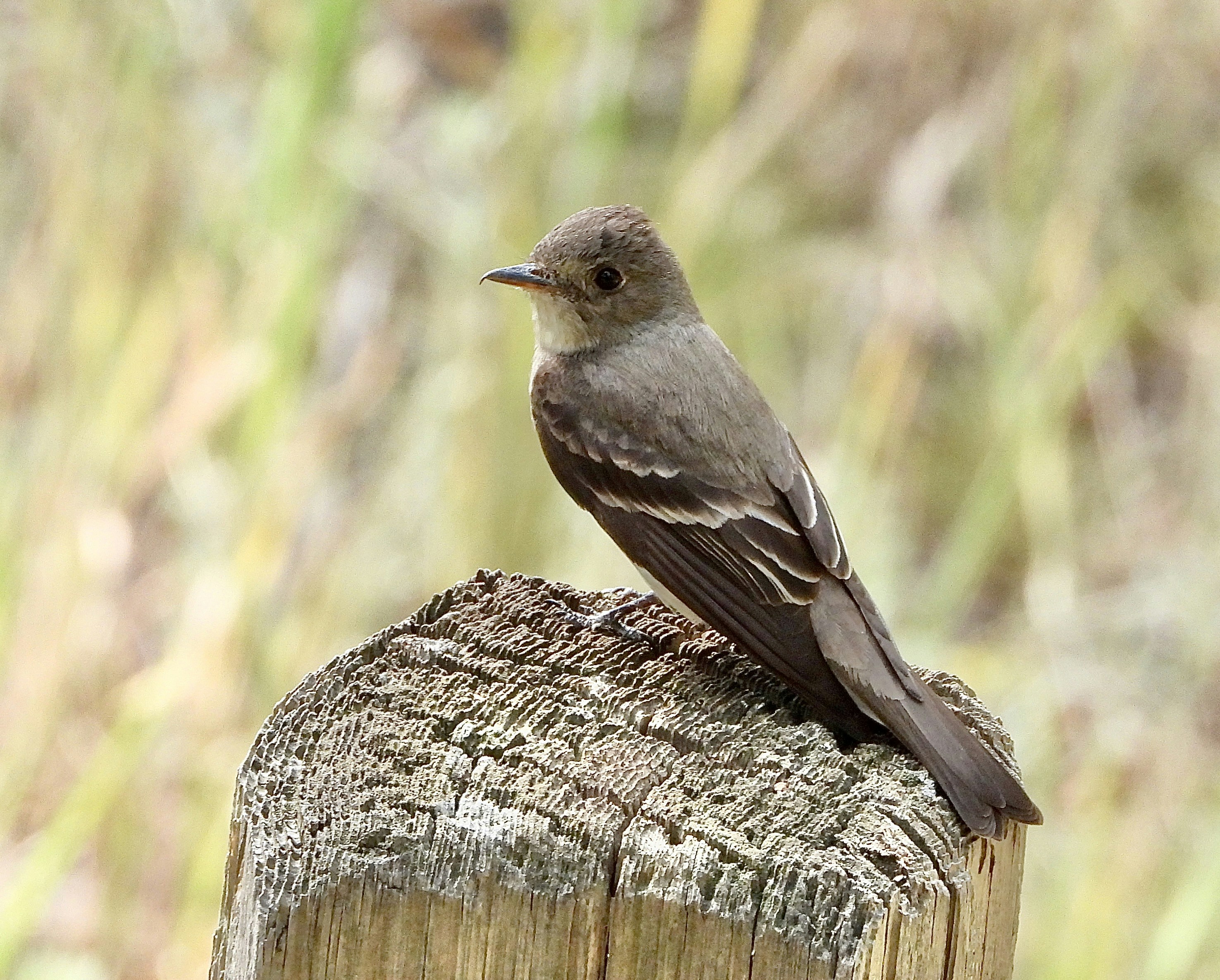 Photo by evergreene24