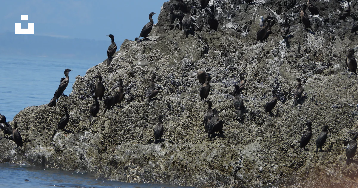 Rock Flocks A large flock of birds sitting on top of a rock photo – Free Animal ...