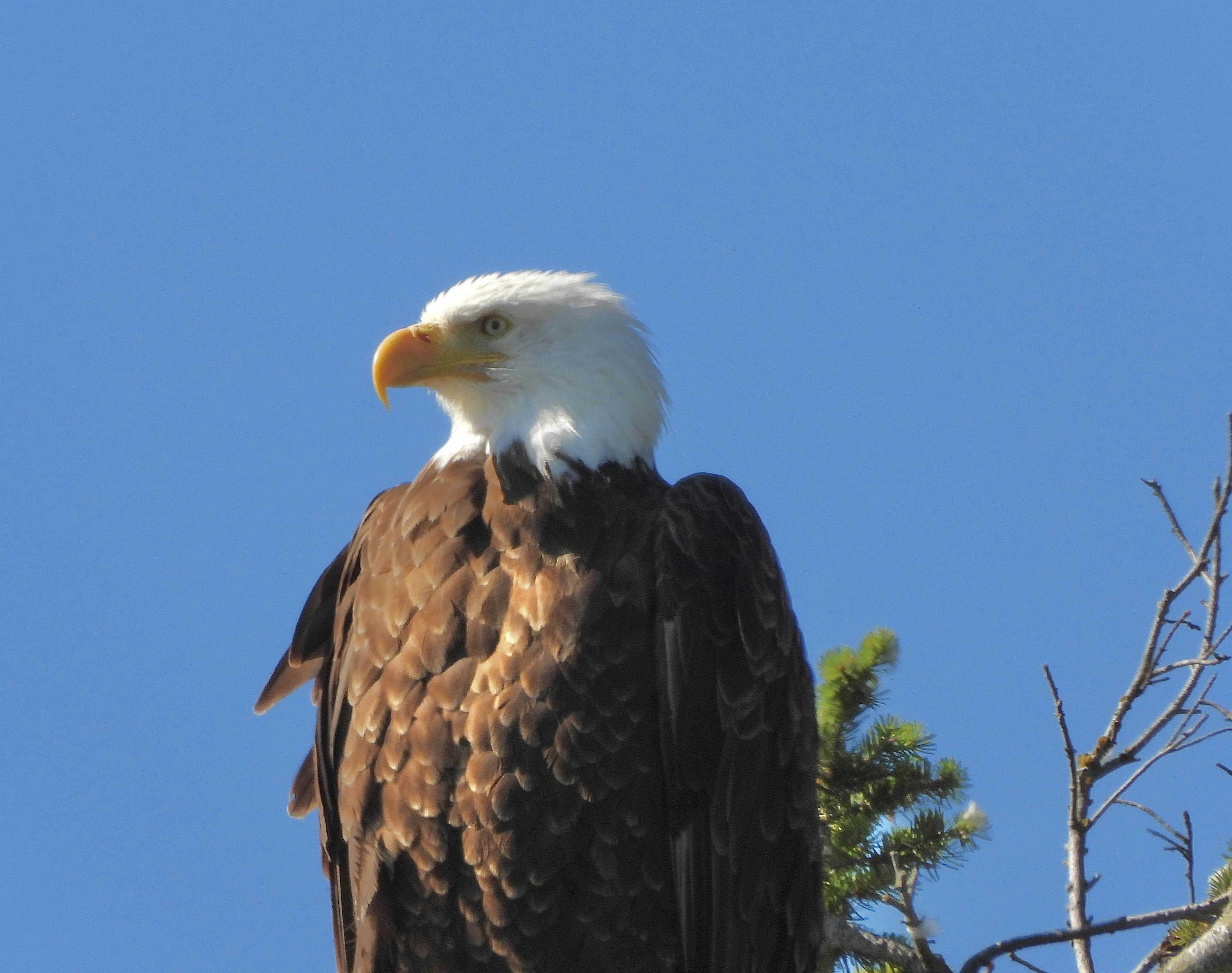 Photo by evergreene24