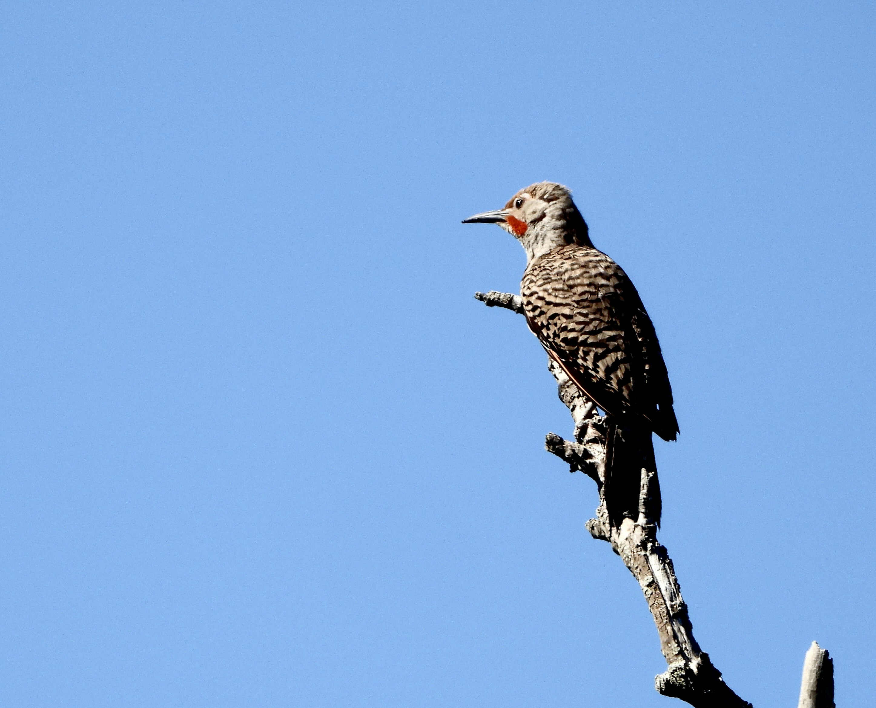 A bird sitting on top of a tree branch