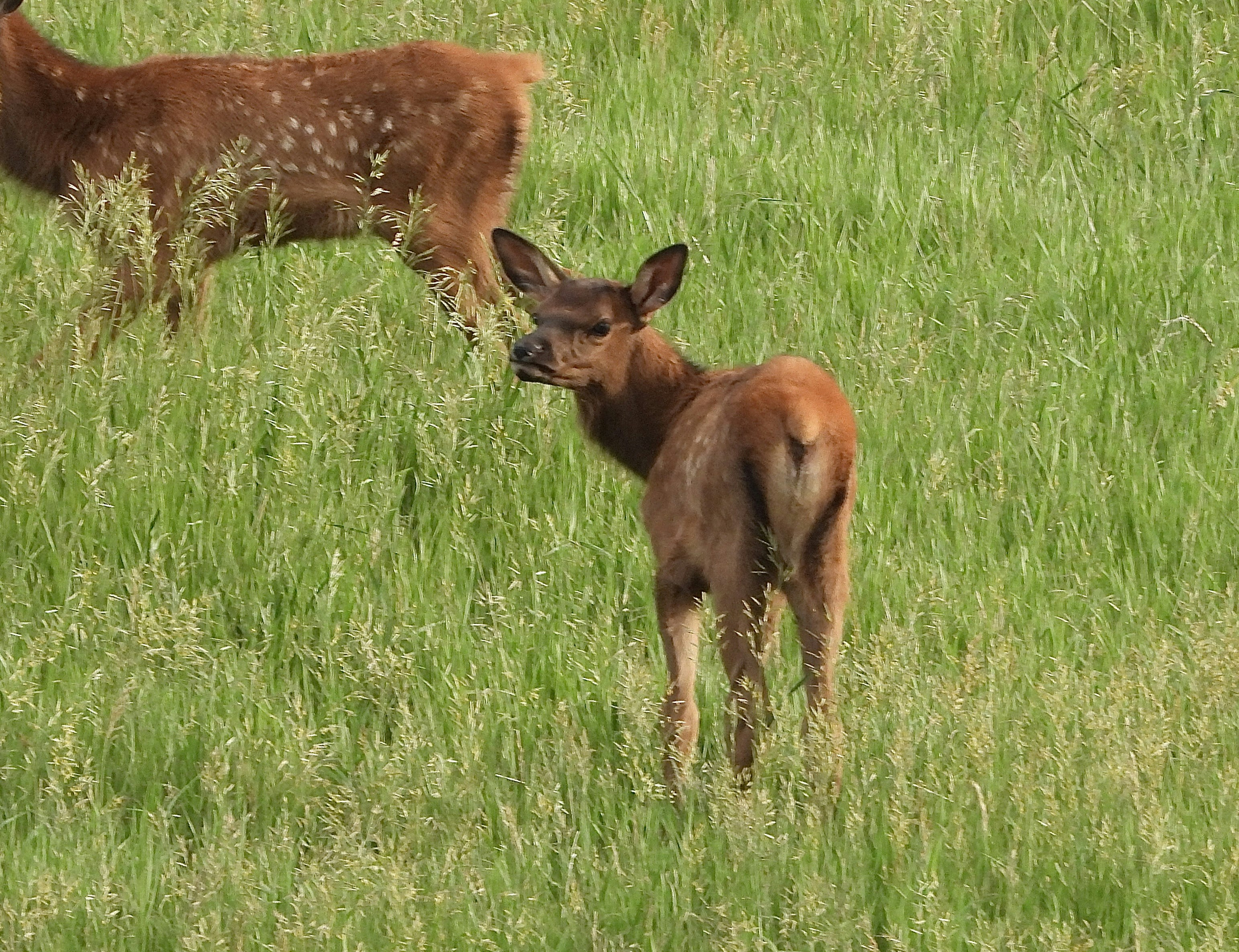 A mother elk and her baby grazing in a field photo – Free Animal Image on  Unsplash, image size:3000x2306