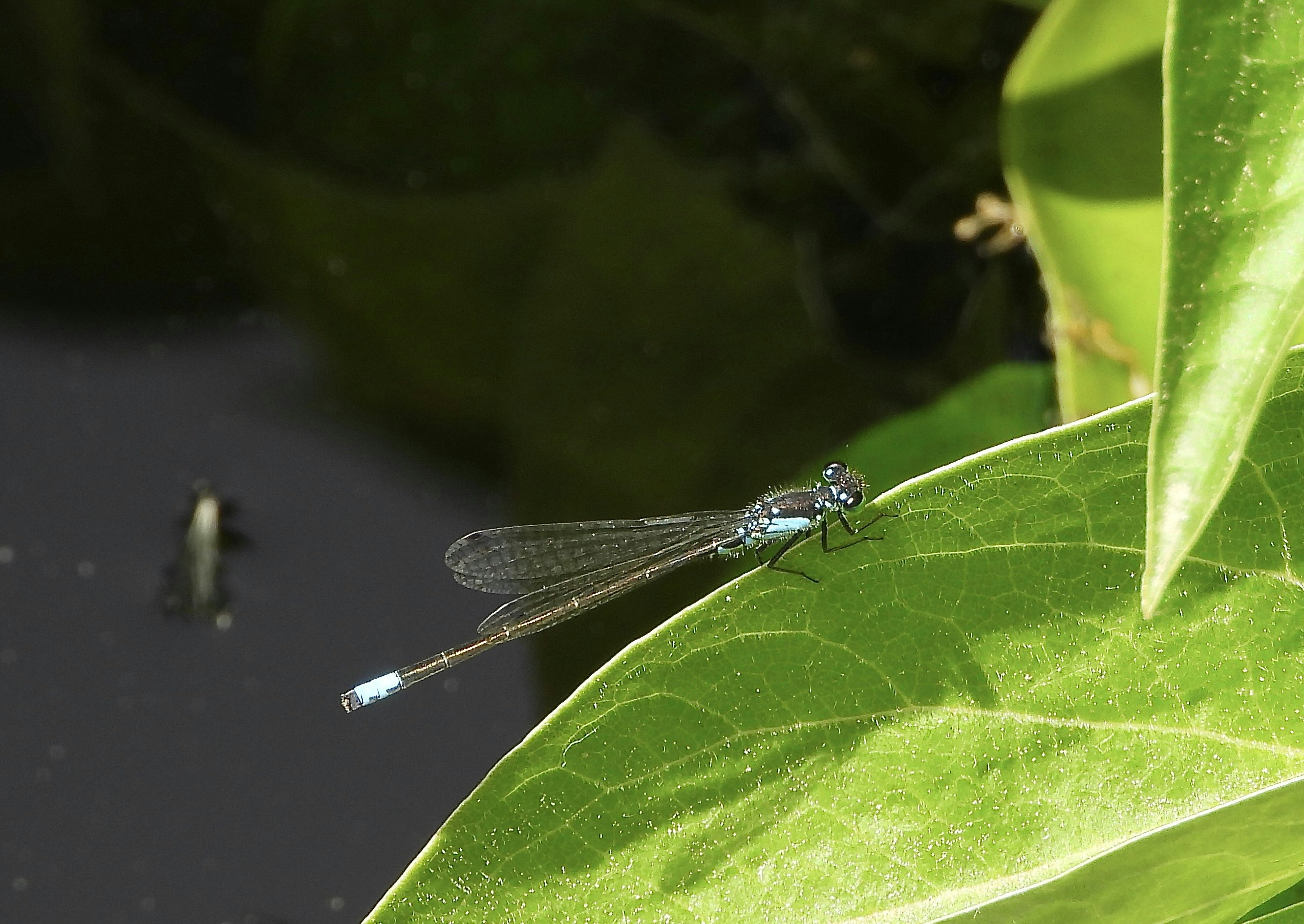 Photo by evergreene24