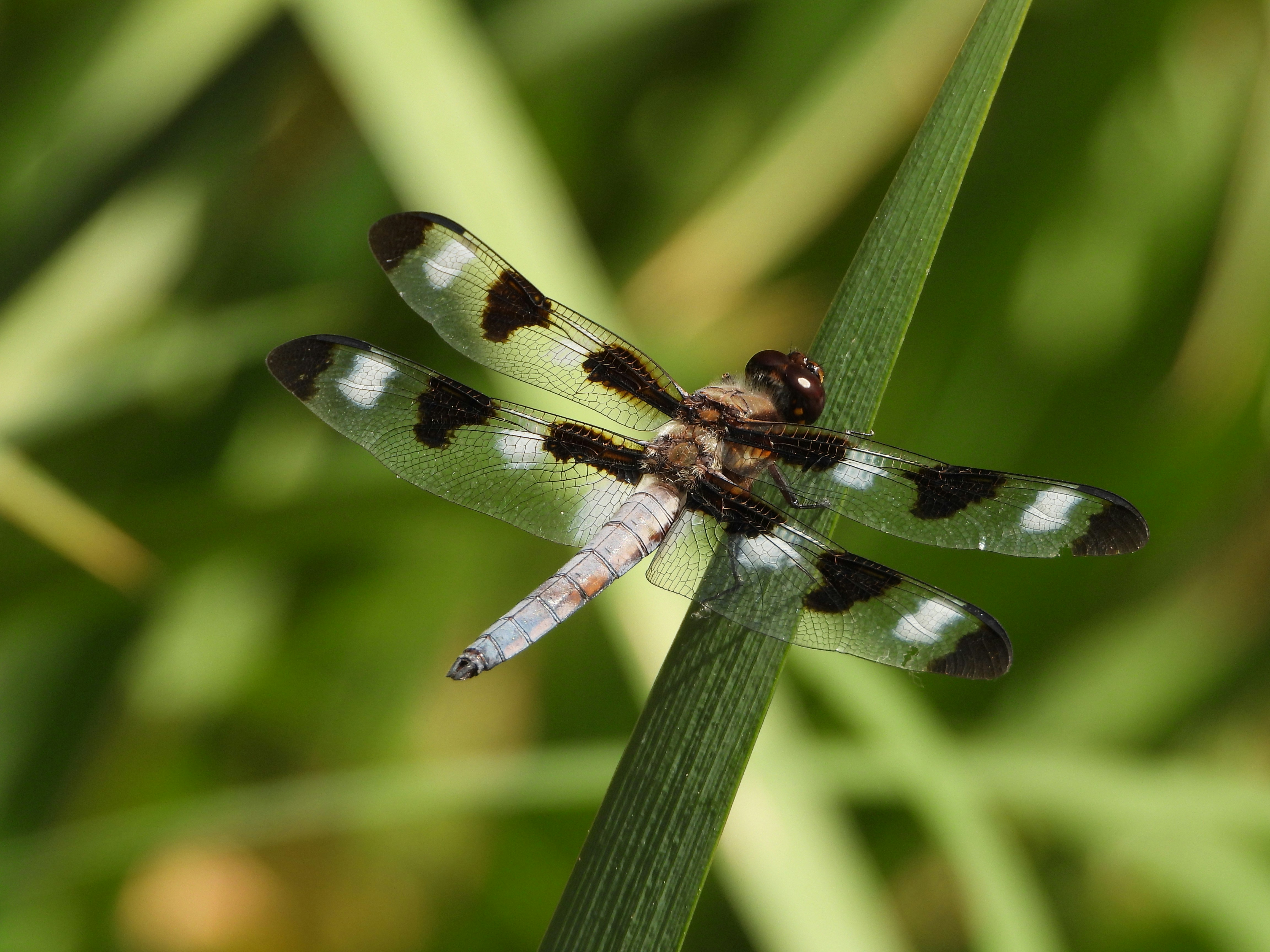 A close up of a dragonfly on a blade of grass photo – Free Animal Image ...