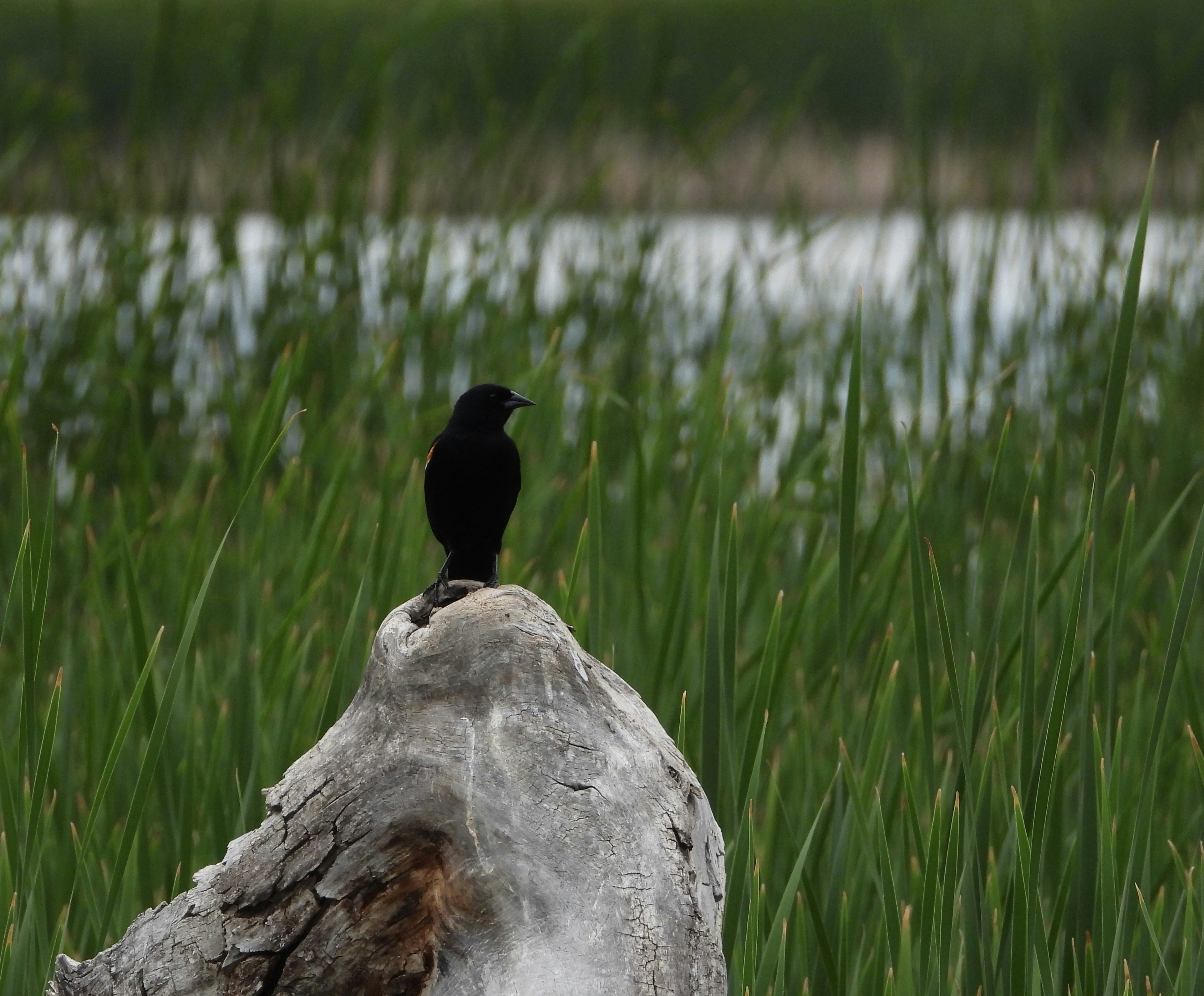 Photo by evergreene24